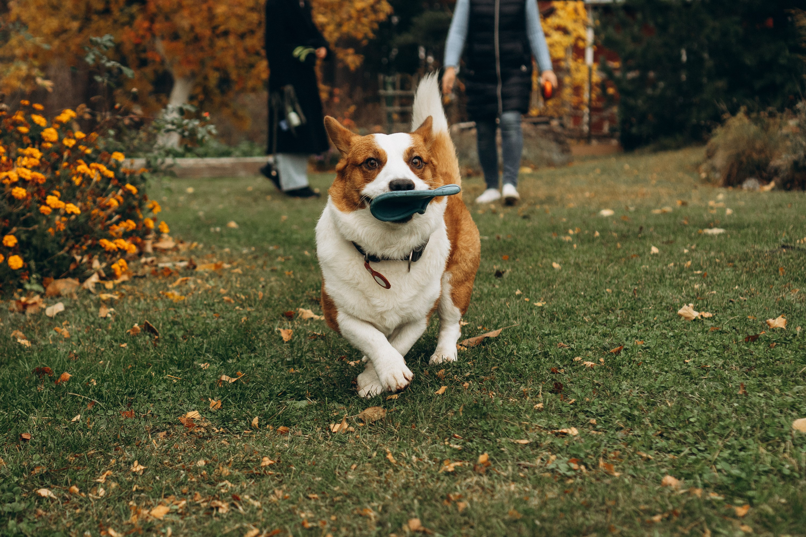Jelena and her Sandy, Pug and Katja and her Safiir, Cardigan Welsh Corgi. Kat Laisaar — Pet photographer in Tallinn