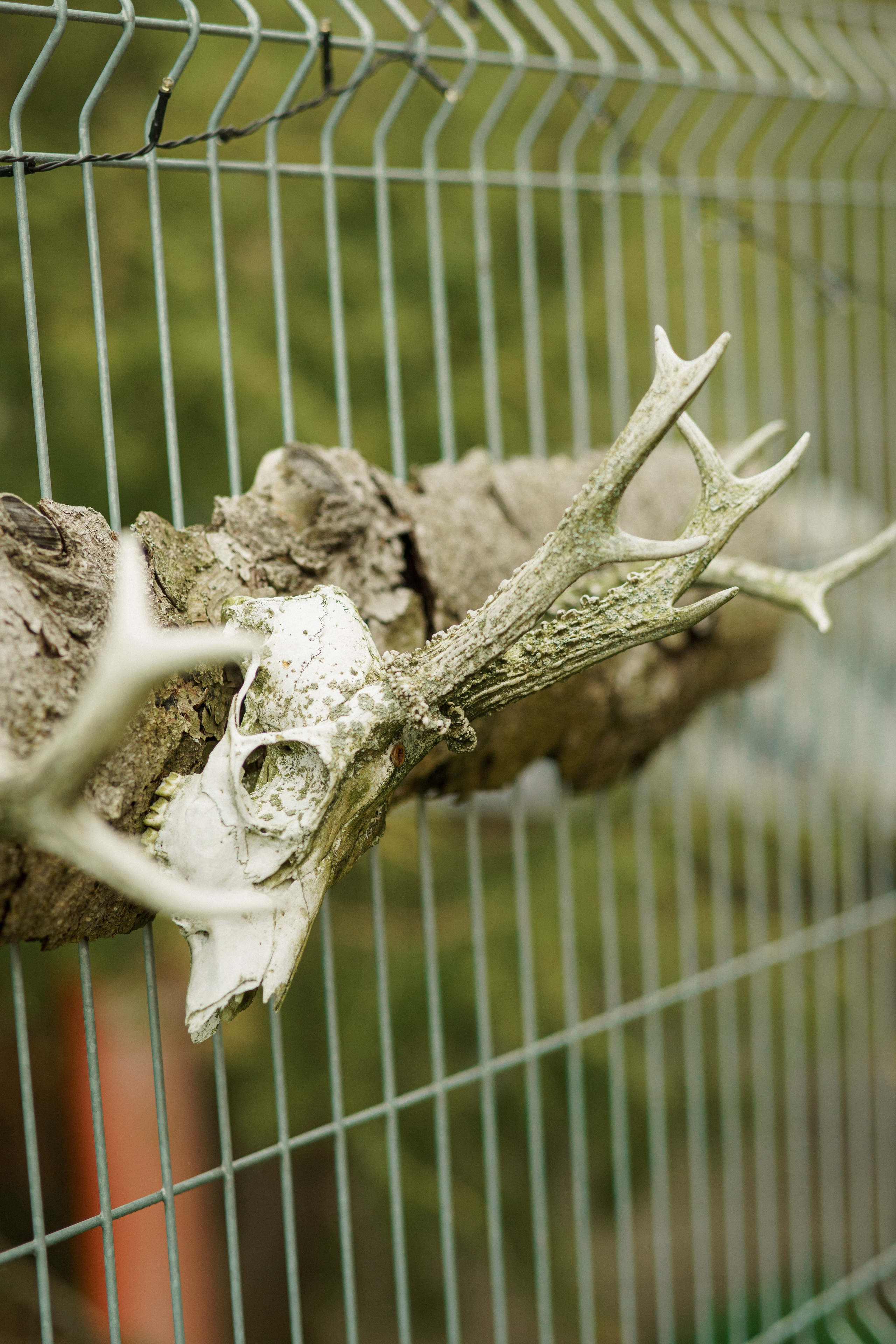 Herding Days, 26 apr. 2025. Kat Laisaar — Pet photographer in Tallinn