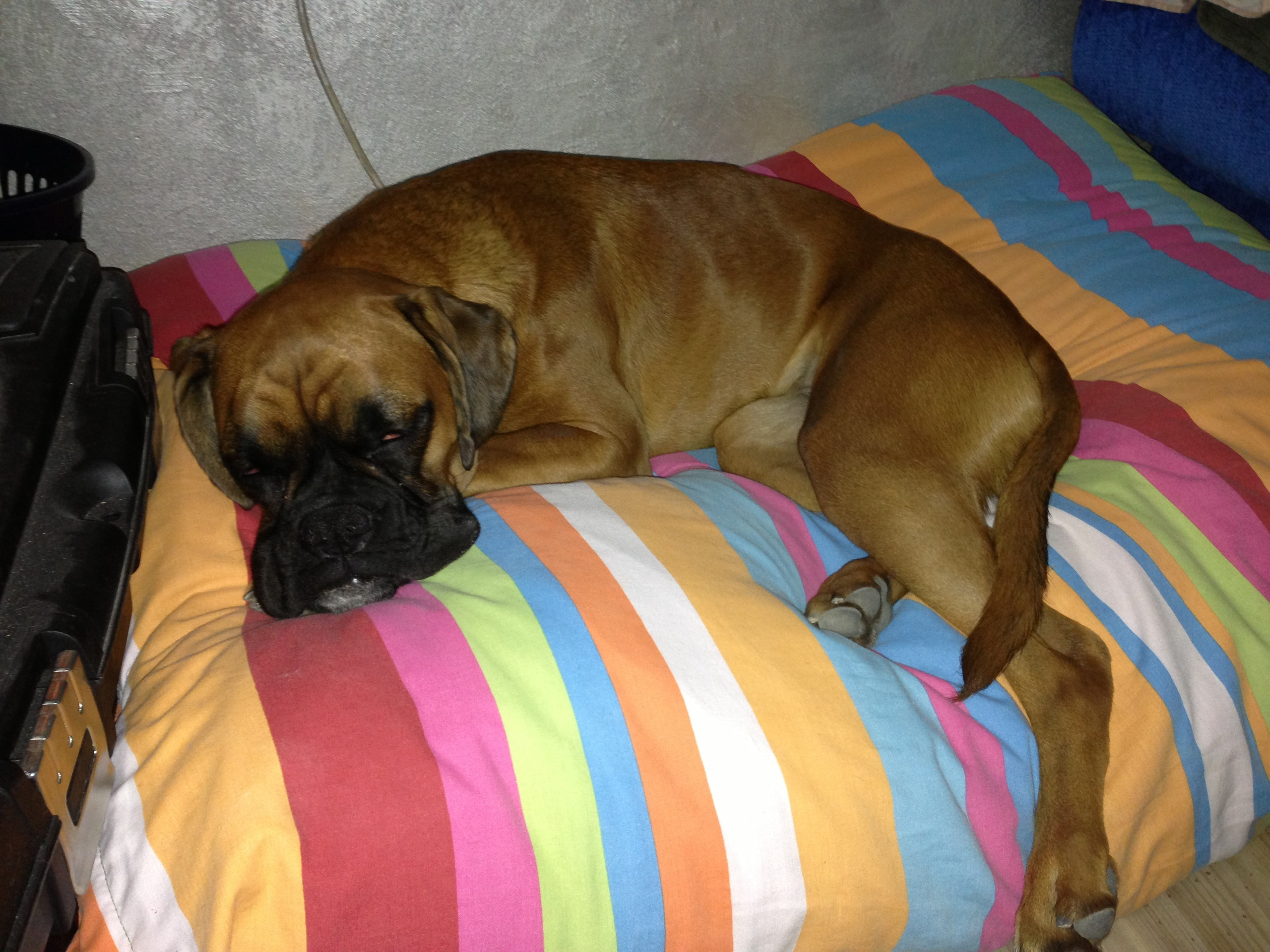 My ״Star״ Boxer Dog