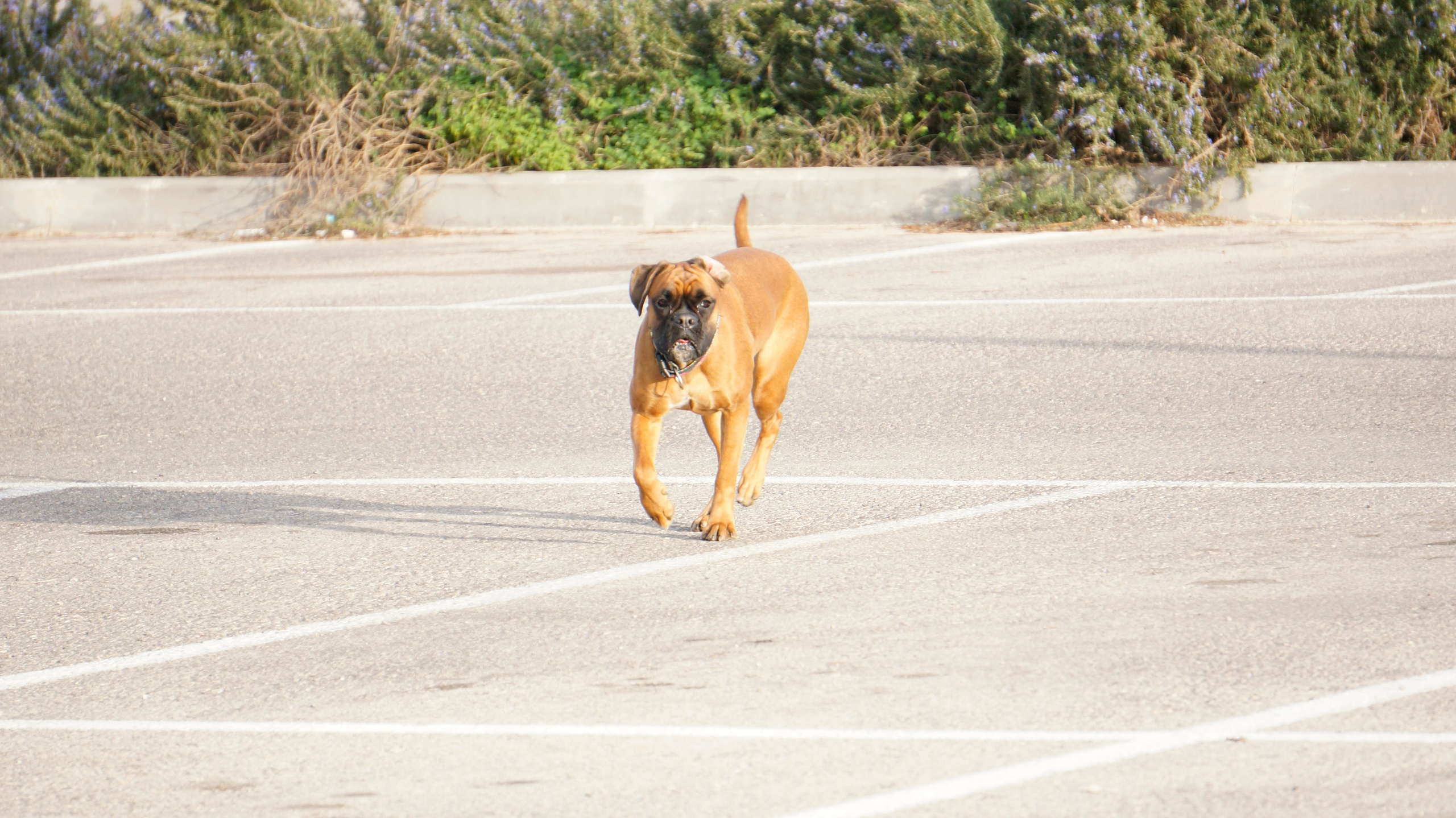 My ״Star״ Boxer Dog