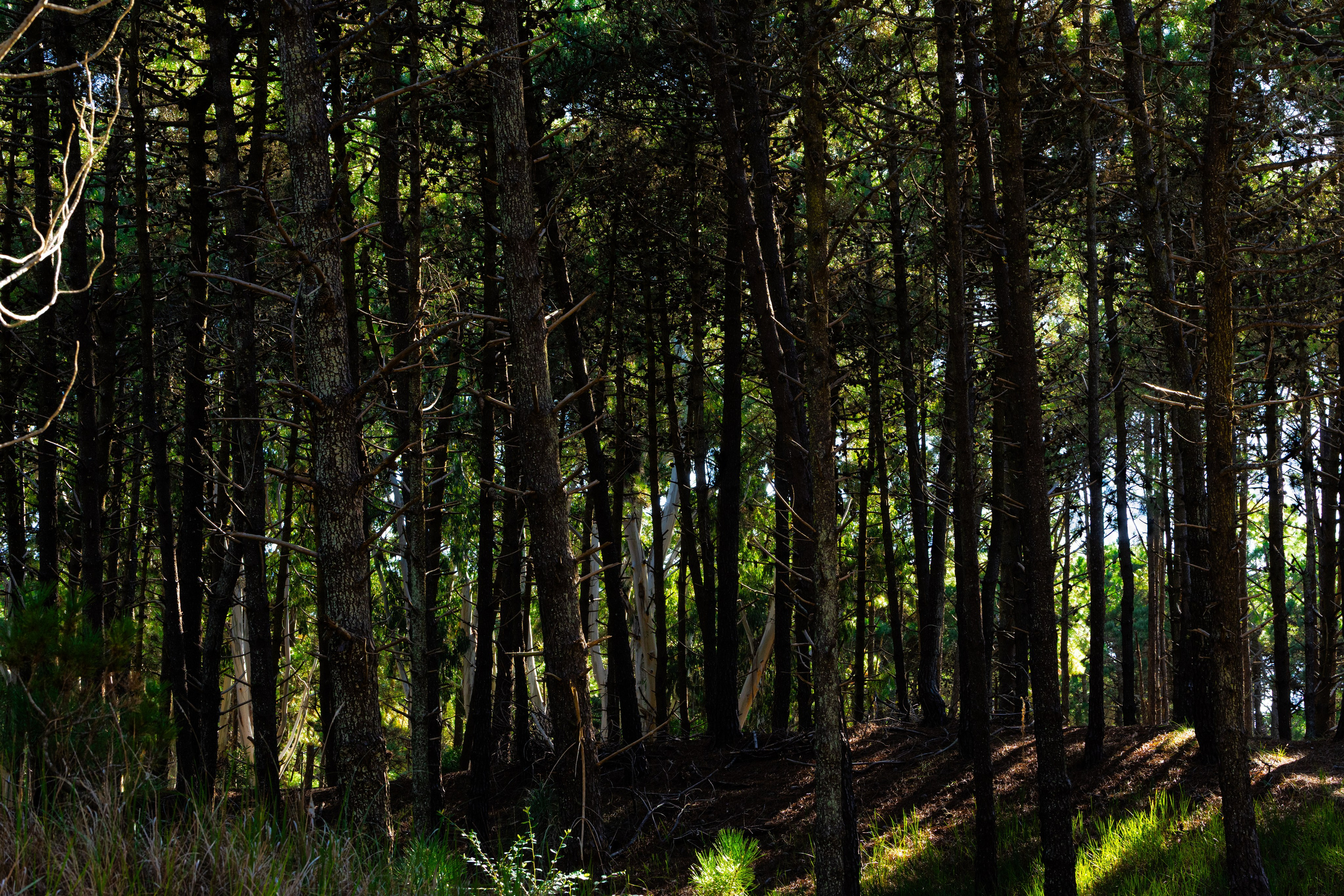 Пинамар. Фотограф в Буэнос-Айресе