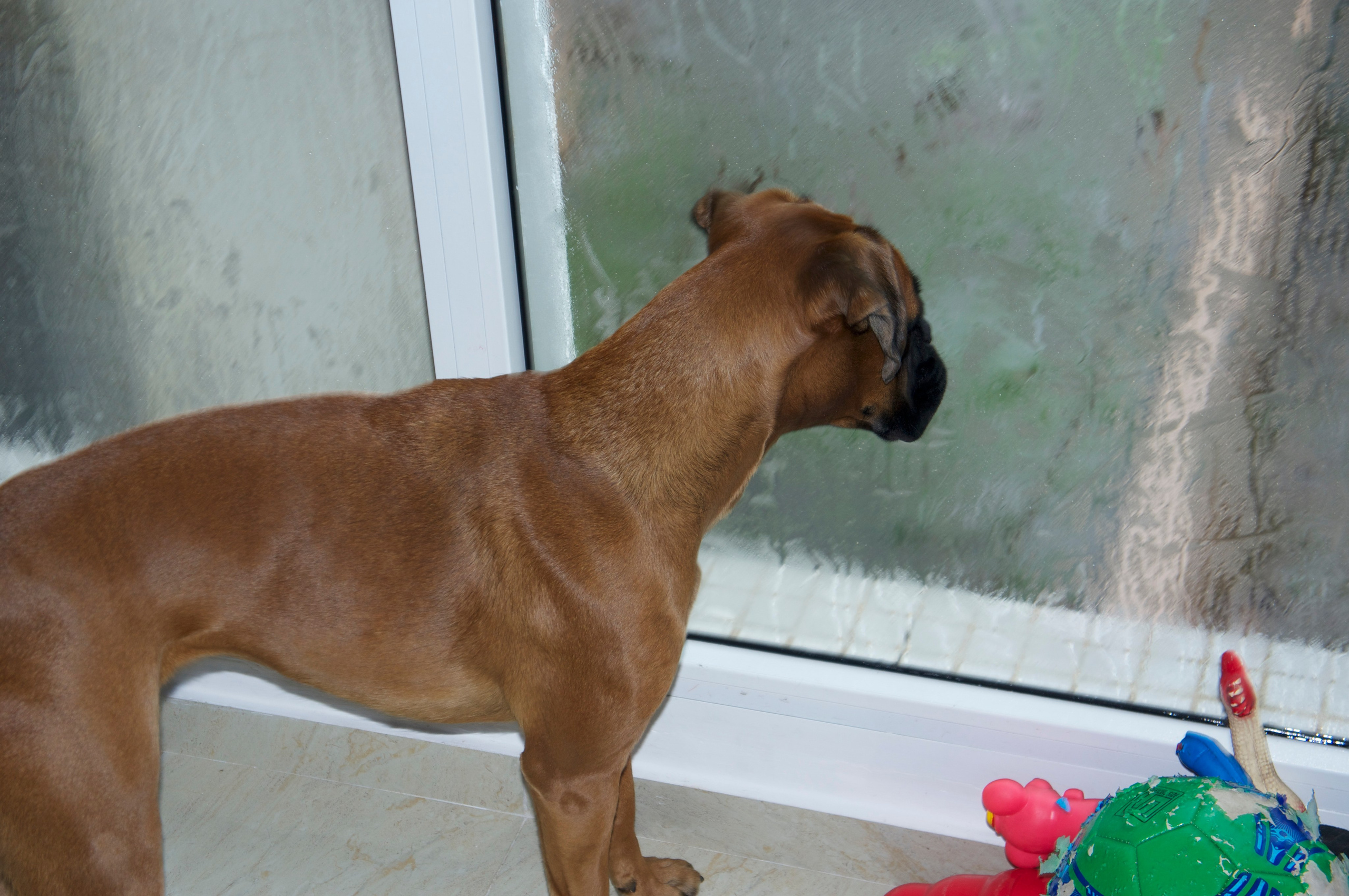 My ״Star״ Boxer Dog