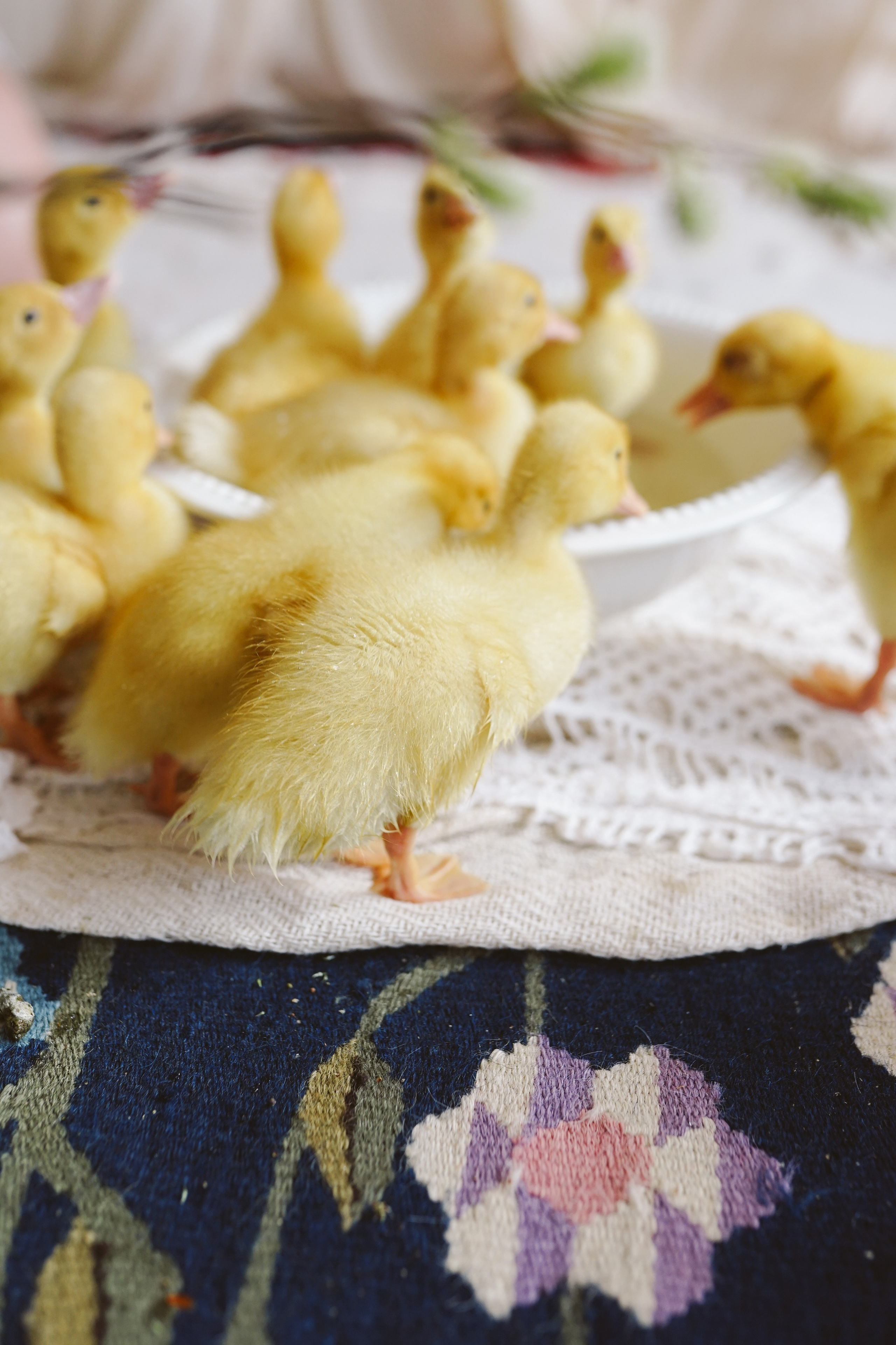 Ședințe Foto de Paște Brașov: Gălbenuș | Mădălina Beda. Madalina Beda- Artist vizual, fotograf, doula la nastere, consultant babywearing Brasov si in toata tara