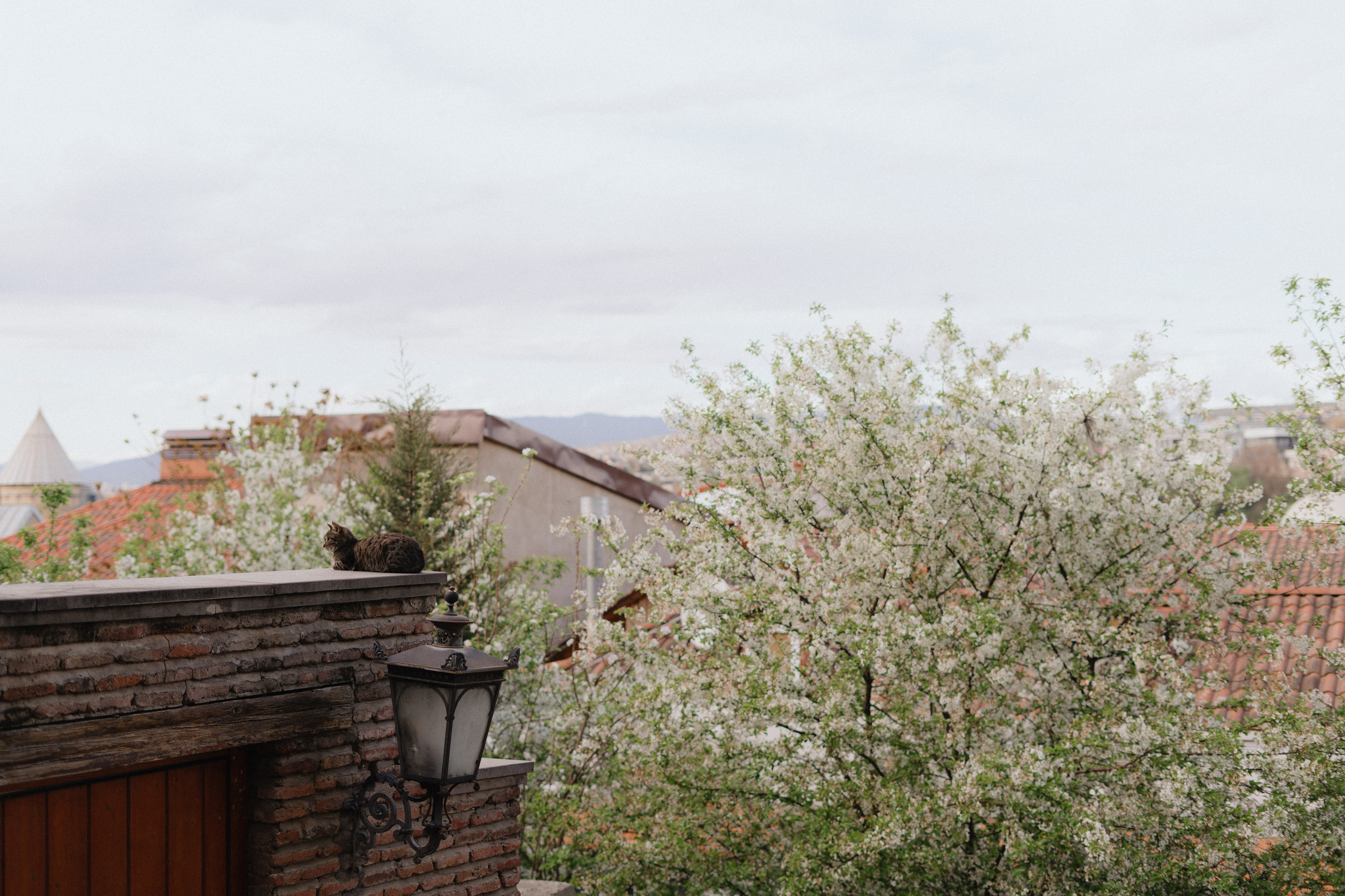 Tbilisi, Spring. Дарья Филькова — фотограф и видеограф в Тбилиси, Грузия