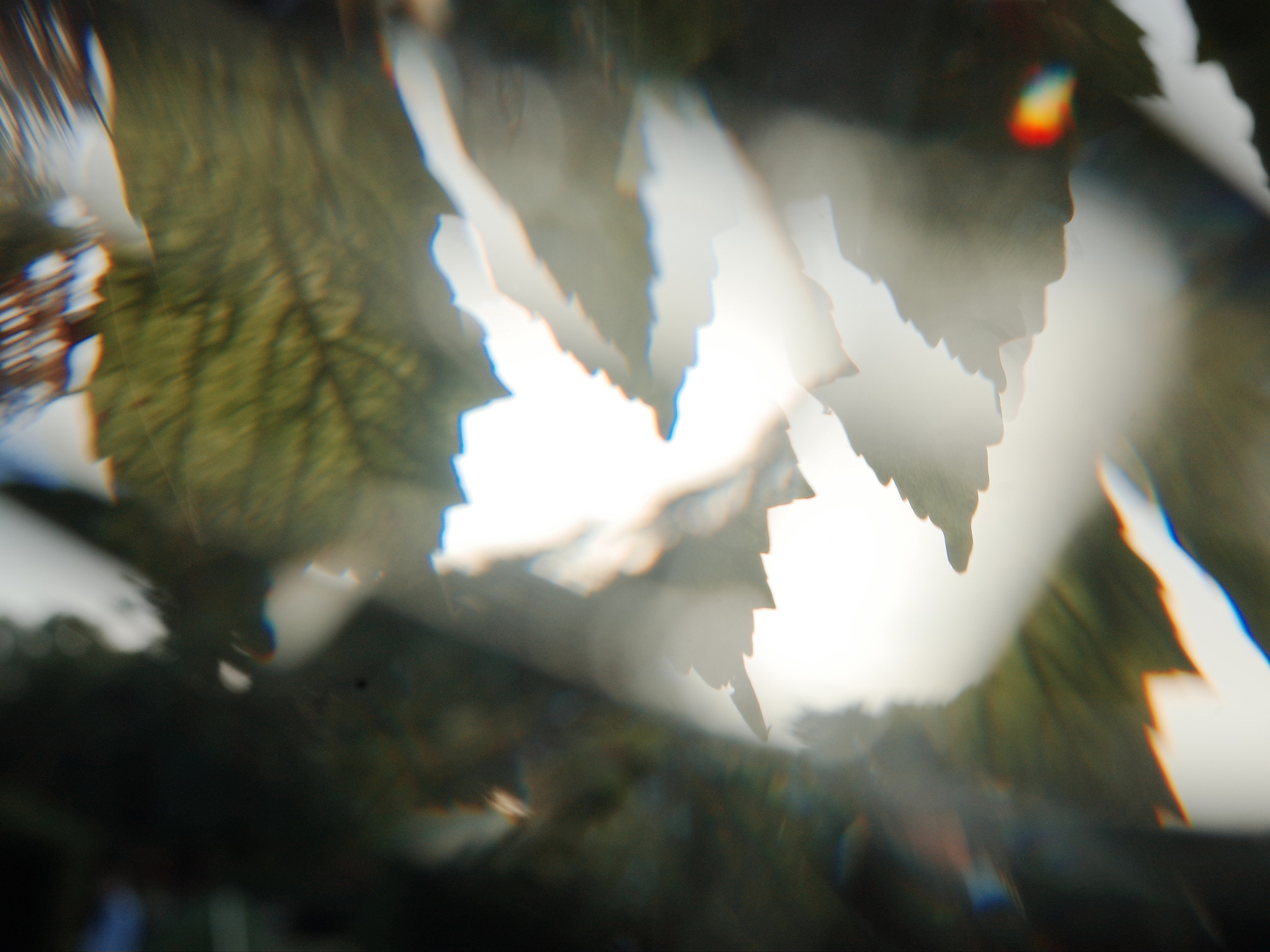 Garden of Forking Paths. Victoria Dini. Art photography in London / Folkestone, UK