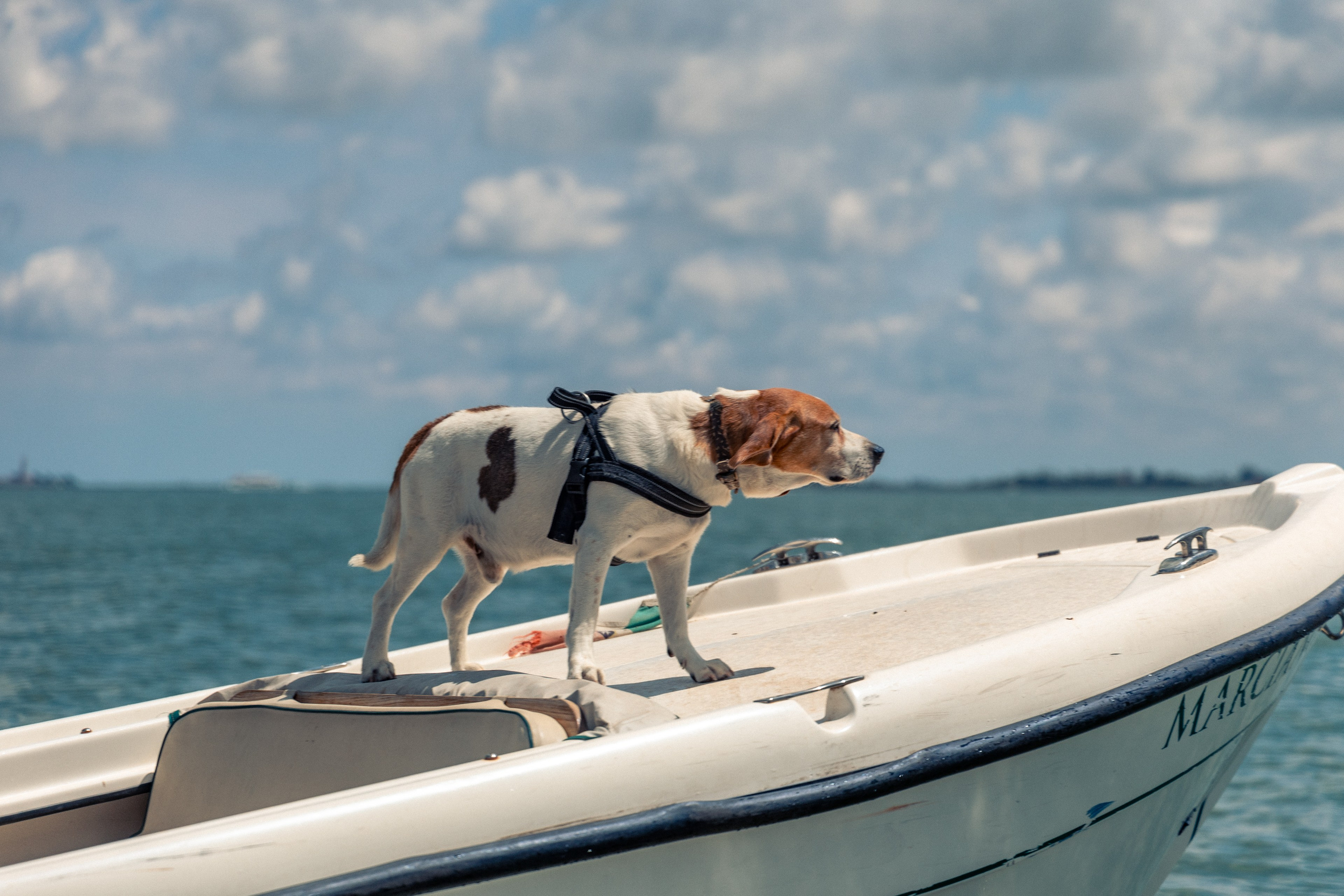 Street Photography. Portree- ja perefotograaf Anton Hansen Tallinnas, Eestis