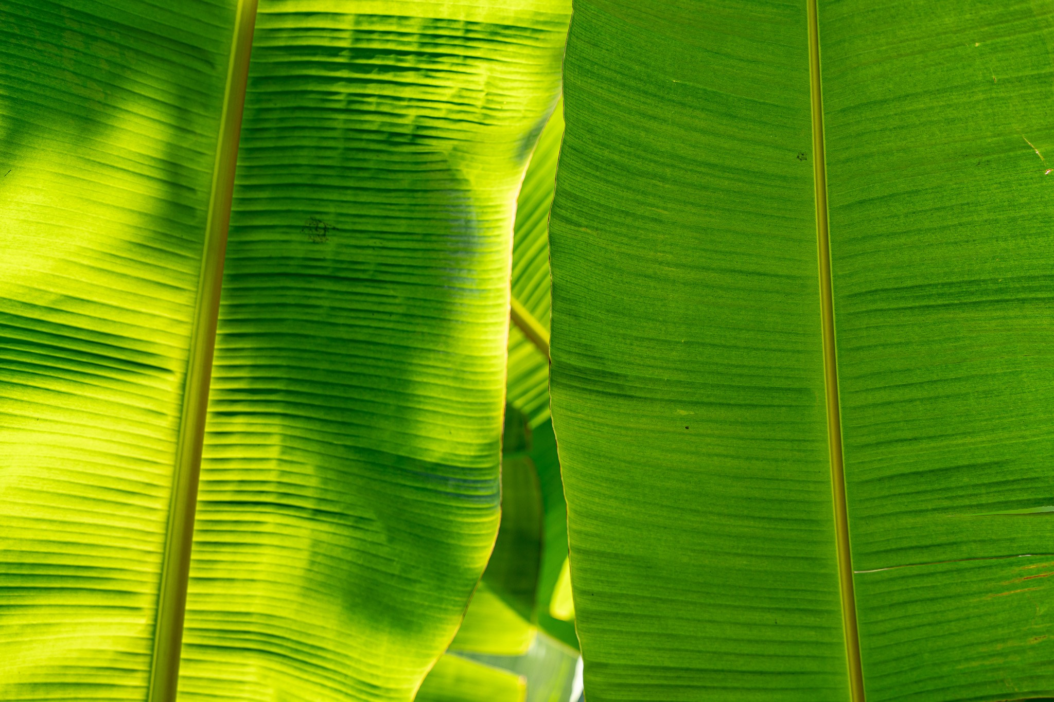 TURKEY & NATURE. UNRATED PHOTO