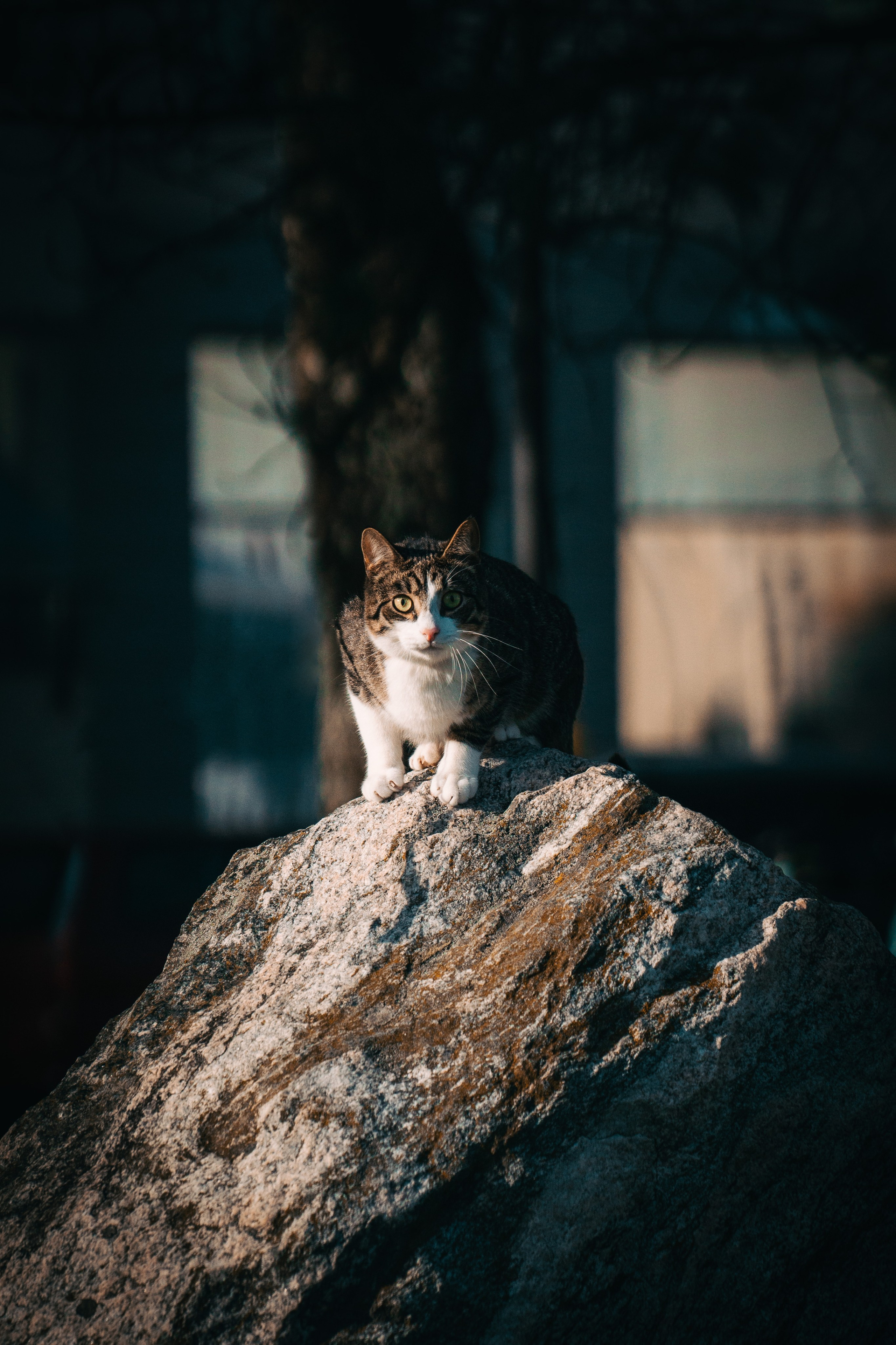 Eläimet. VEKE MEDIA