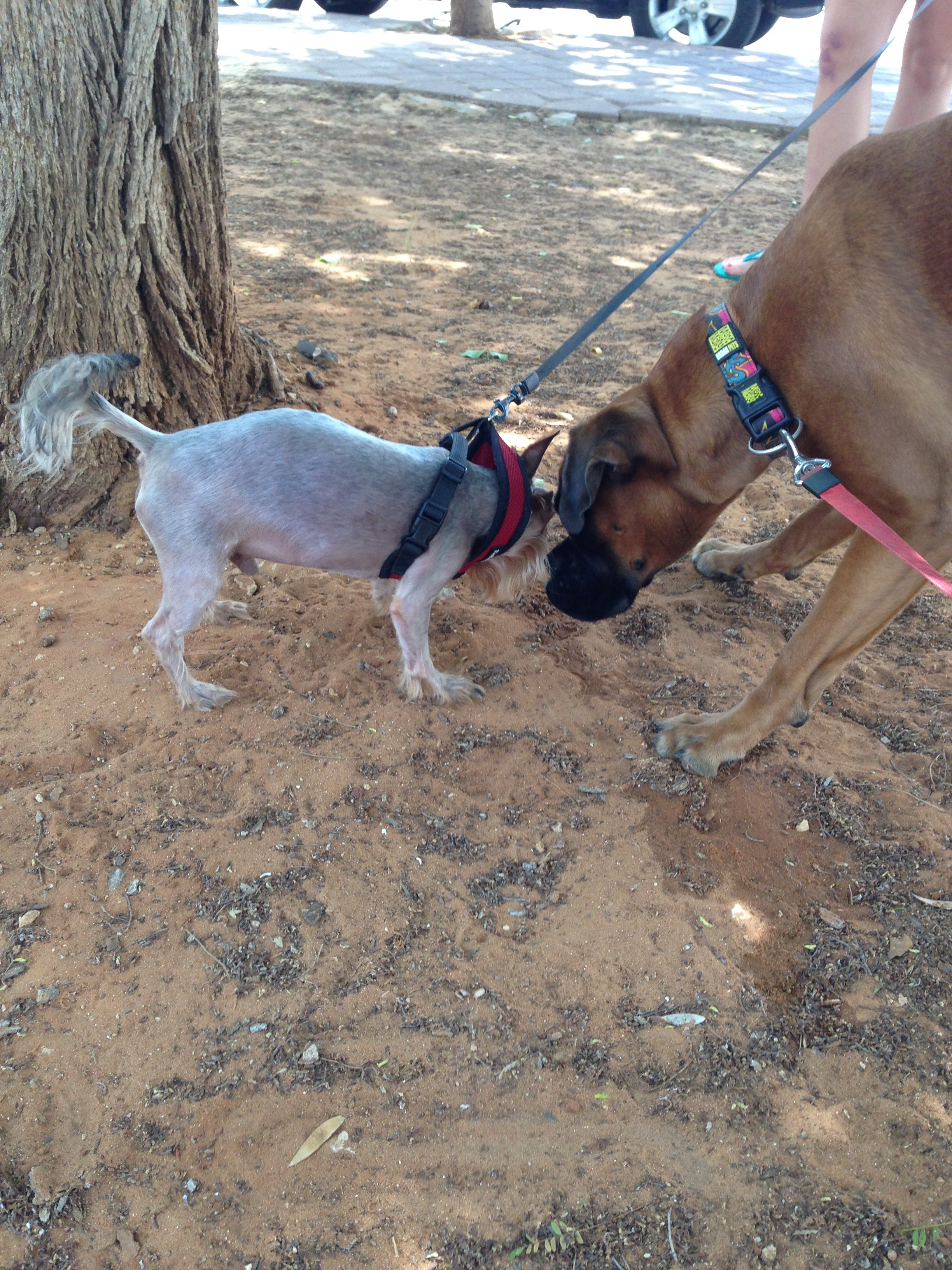 My ״Star״ Boxer Dog