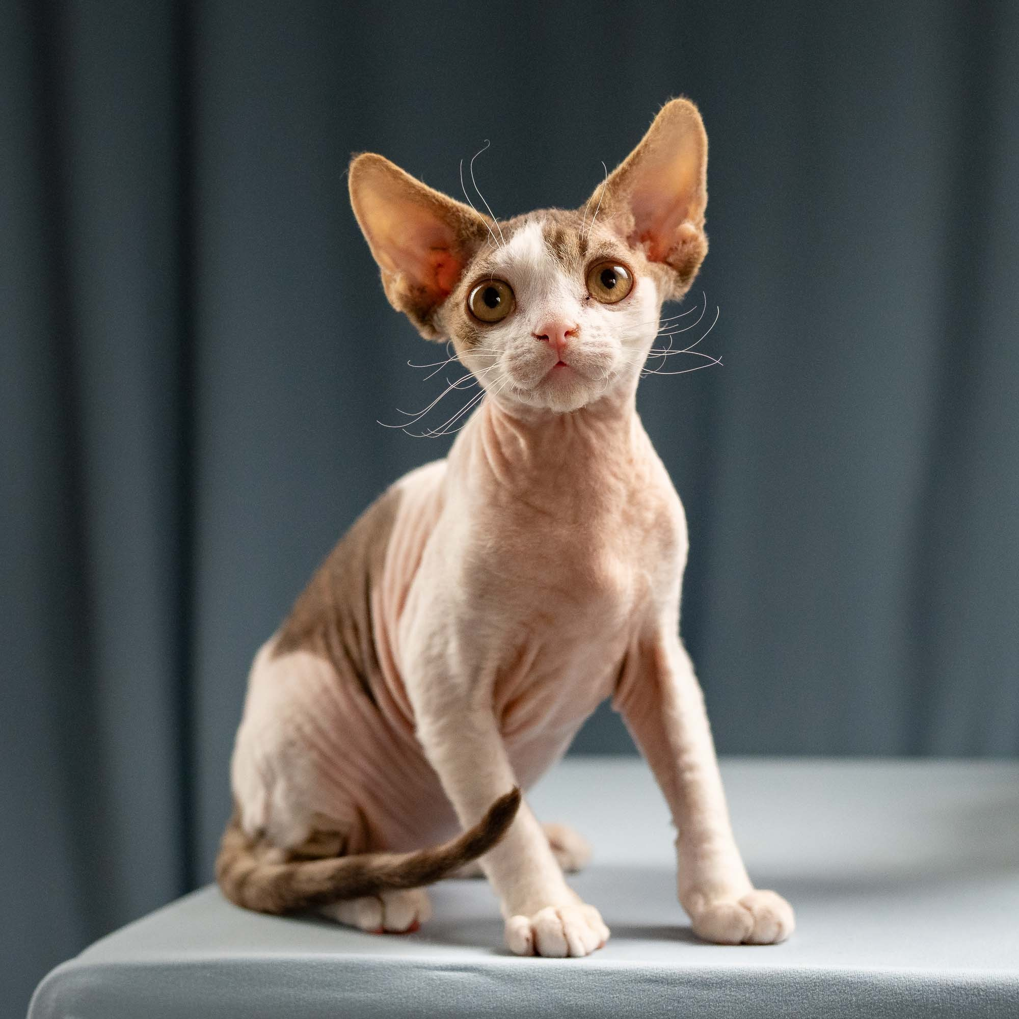 Hermes, boy, born 04.20.25. Devon Rex Pixie Cattery