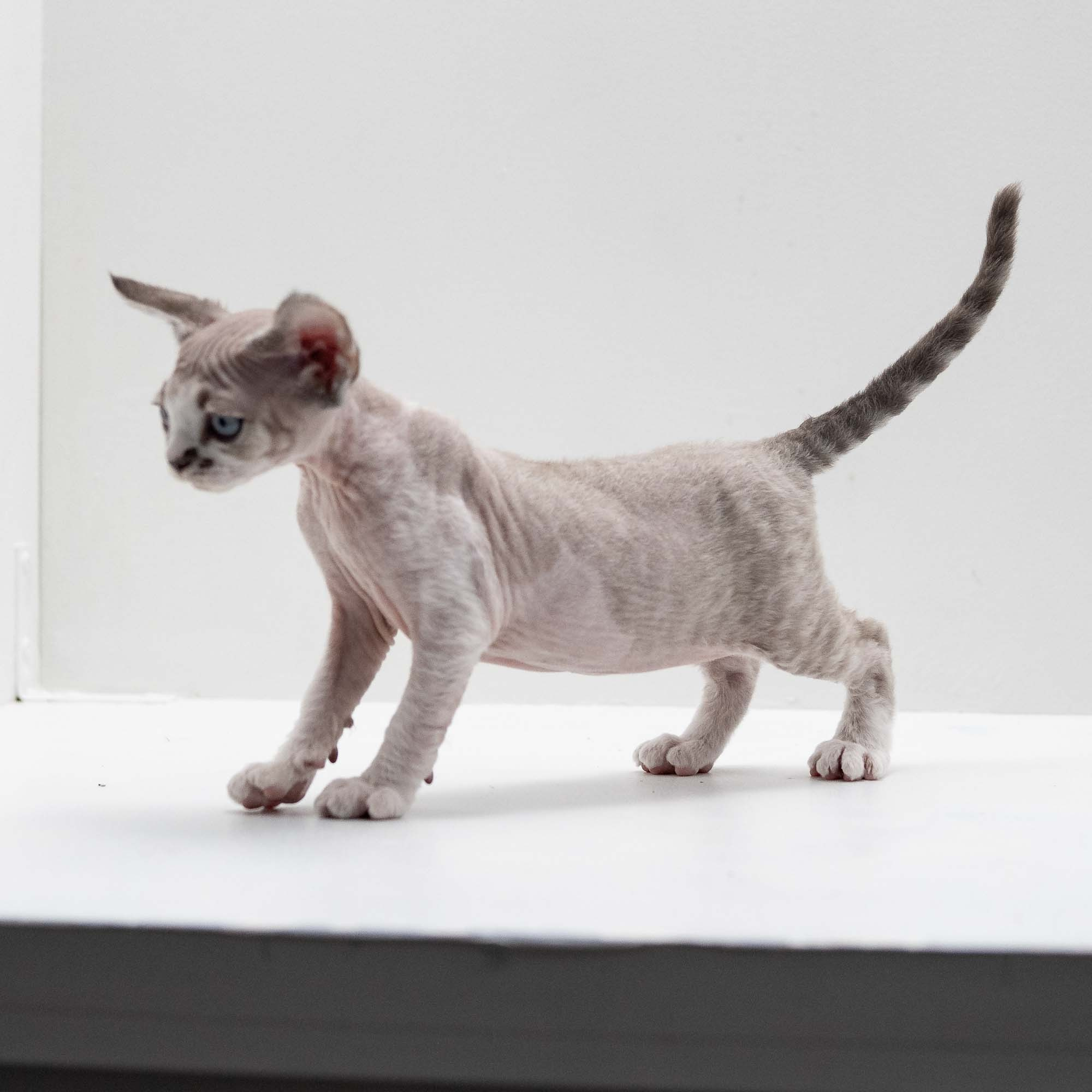Frank, boy, born on 01.01.25. Devon Rex Pixie Cattery