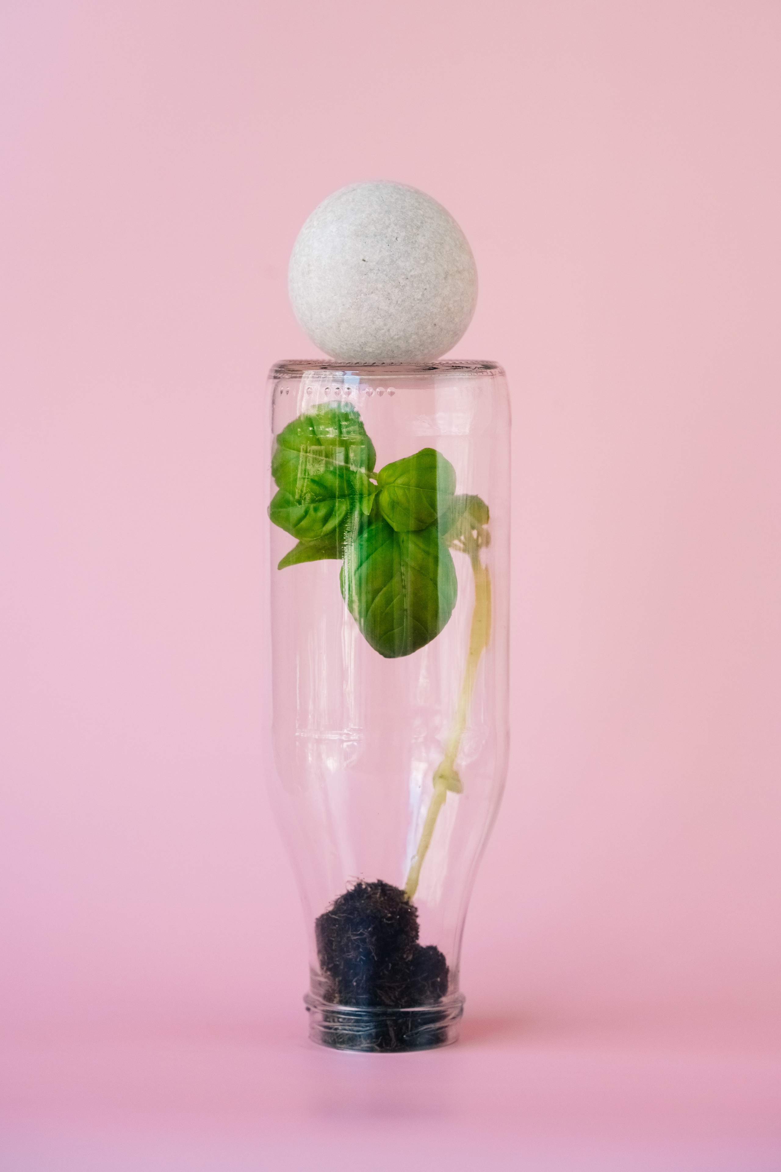 Basil in a bottle. Мария Шер. Профессиональный фотограф в городе Порту, Португалия