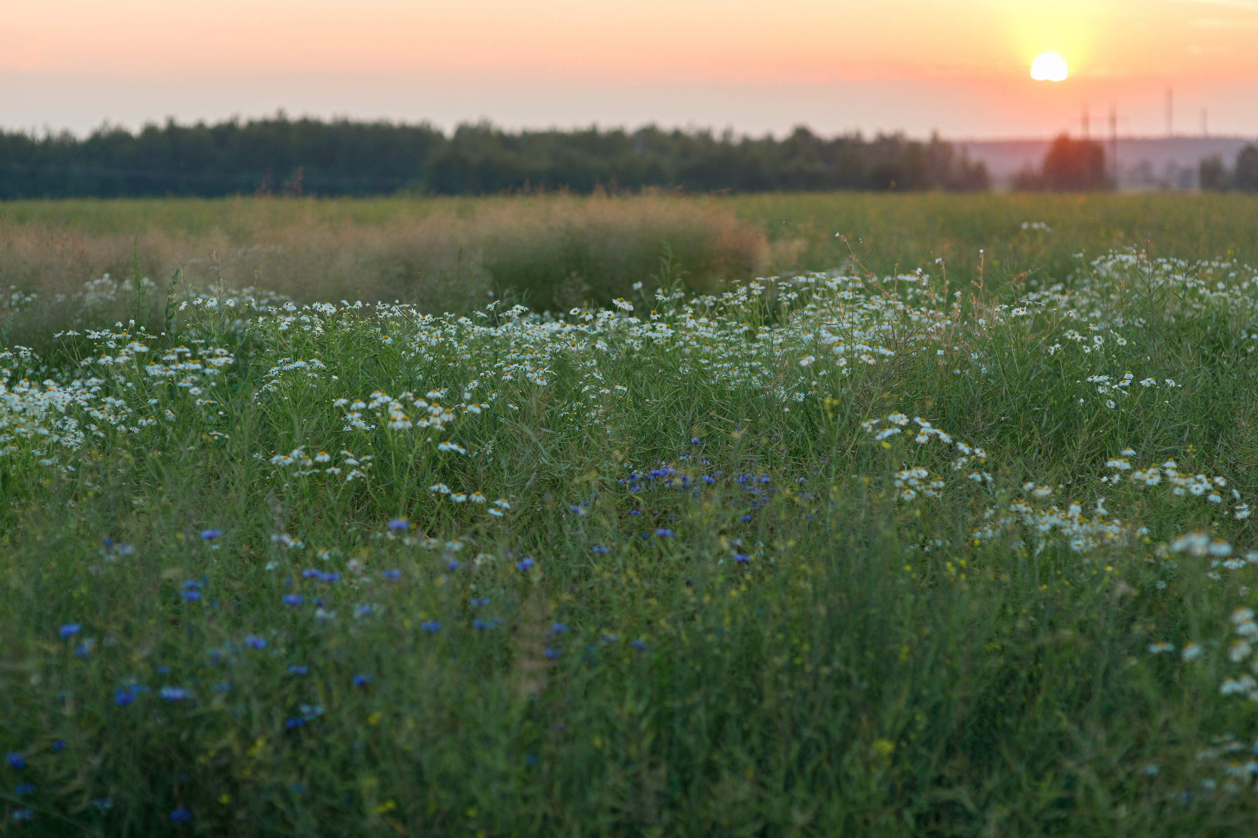 Lavender field. Photographer Anna Curly | Weddings and Events in Dubai