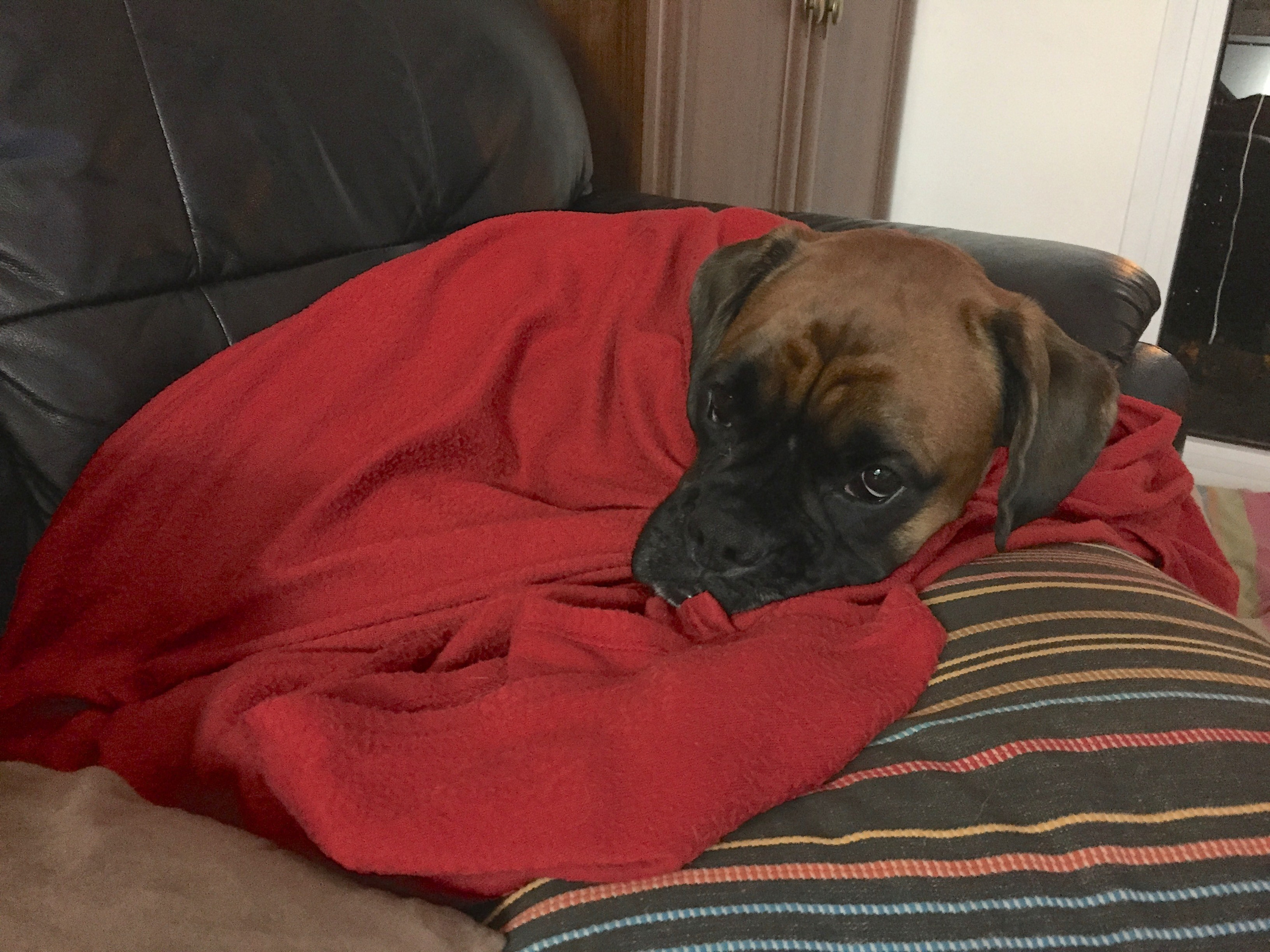 My ״Star״ Boxer Dog