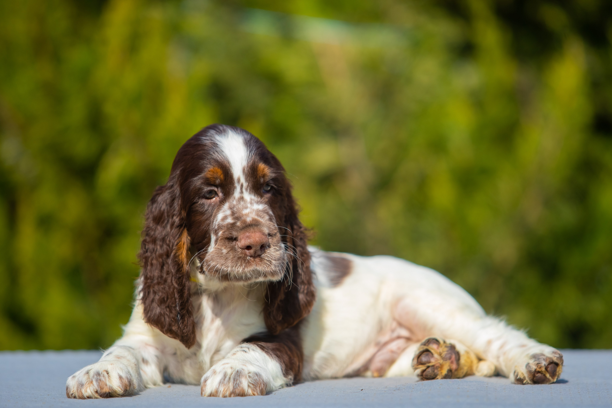 Male — Yellow collar 💛. Website of the titled stud dog of the Springer Spaniel breed