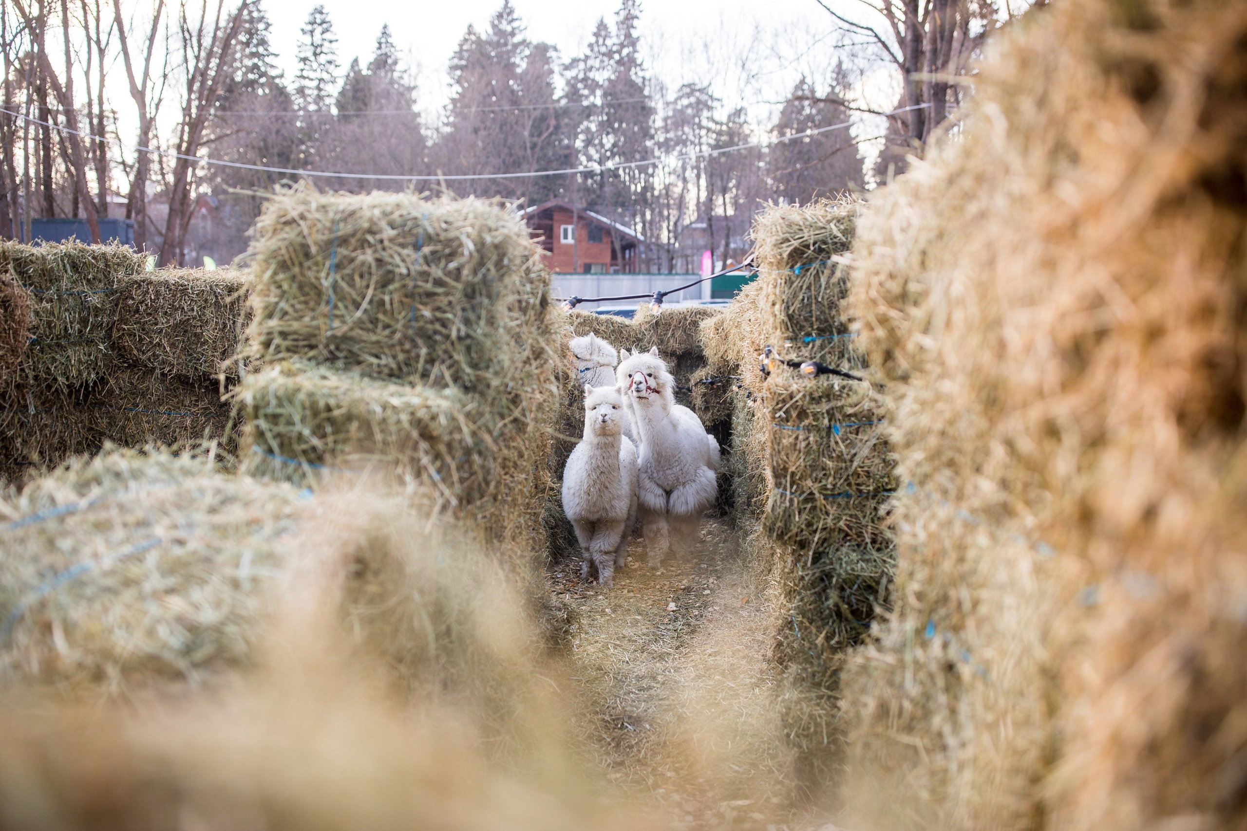 Birthday Gregory. True Story Photography