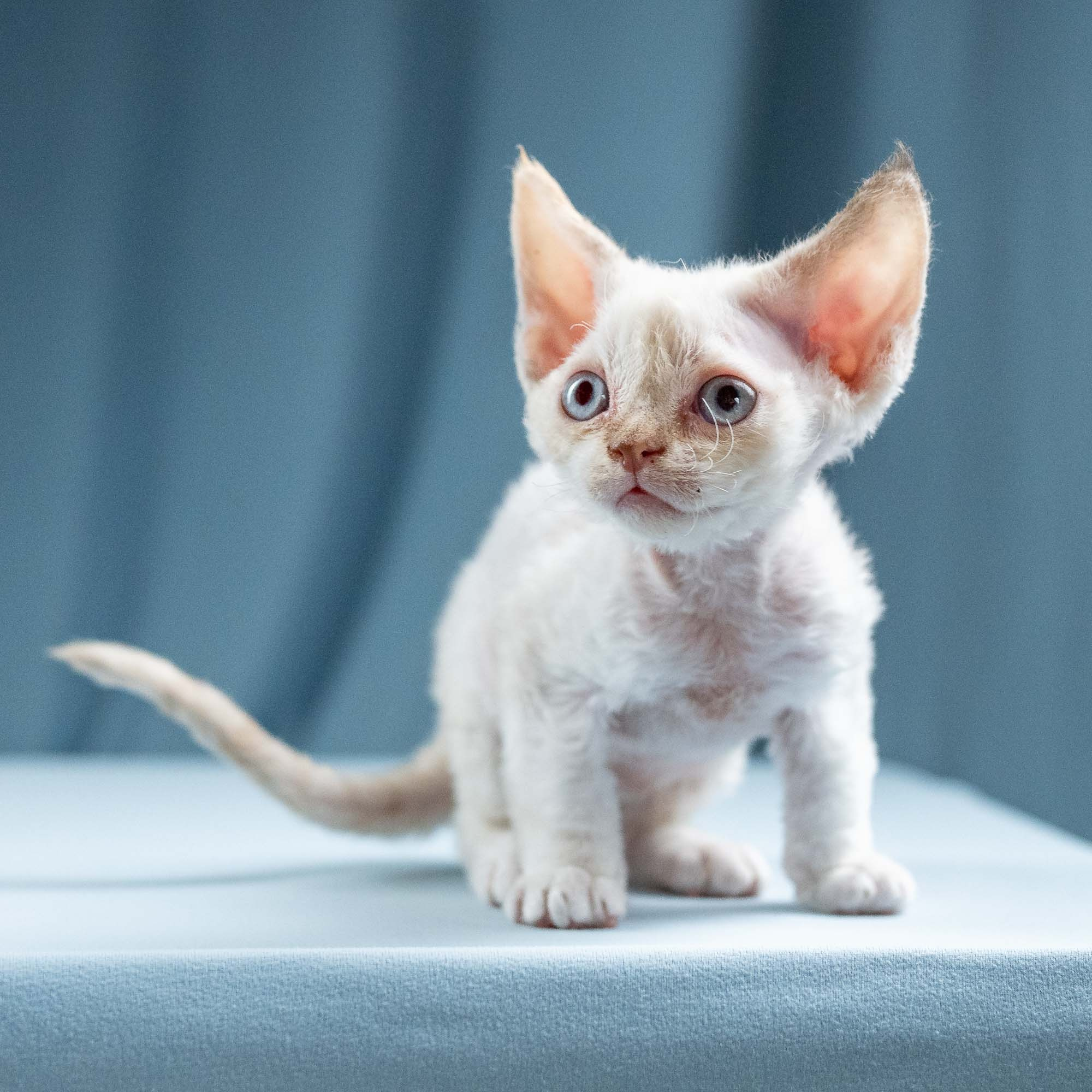Jessica, girl, born 06.25.2025. Devon Rex Pixie Cattery
