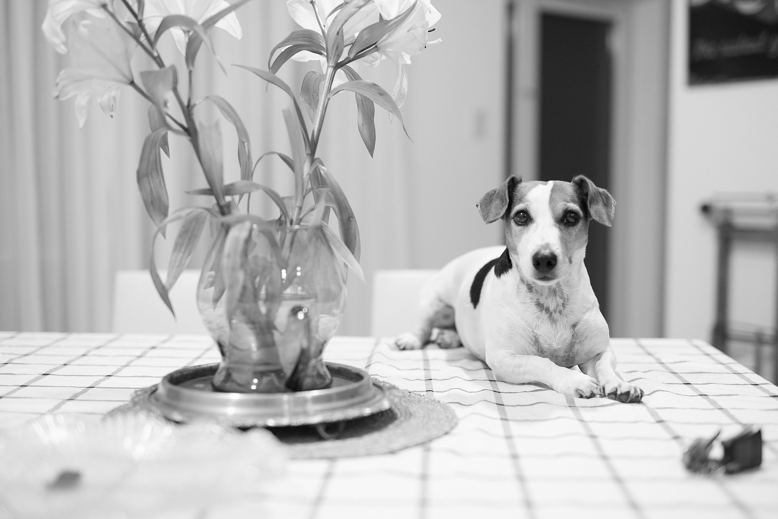 NARCISA. Marcos Ferrari Fotógrafo