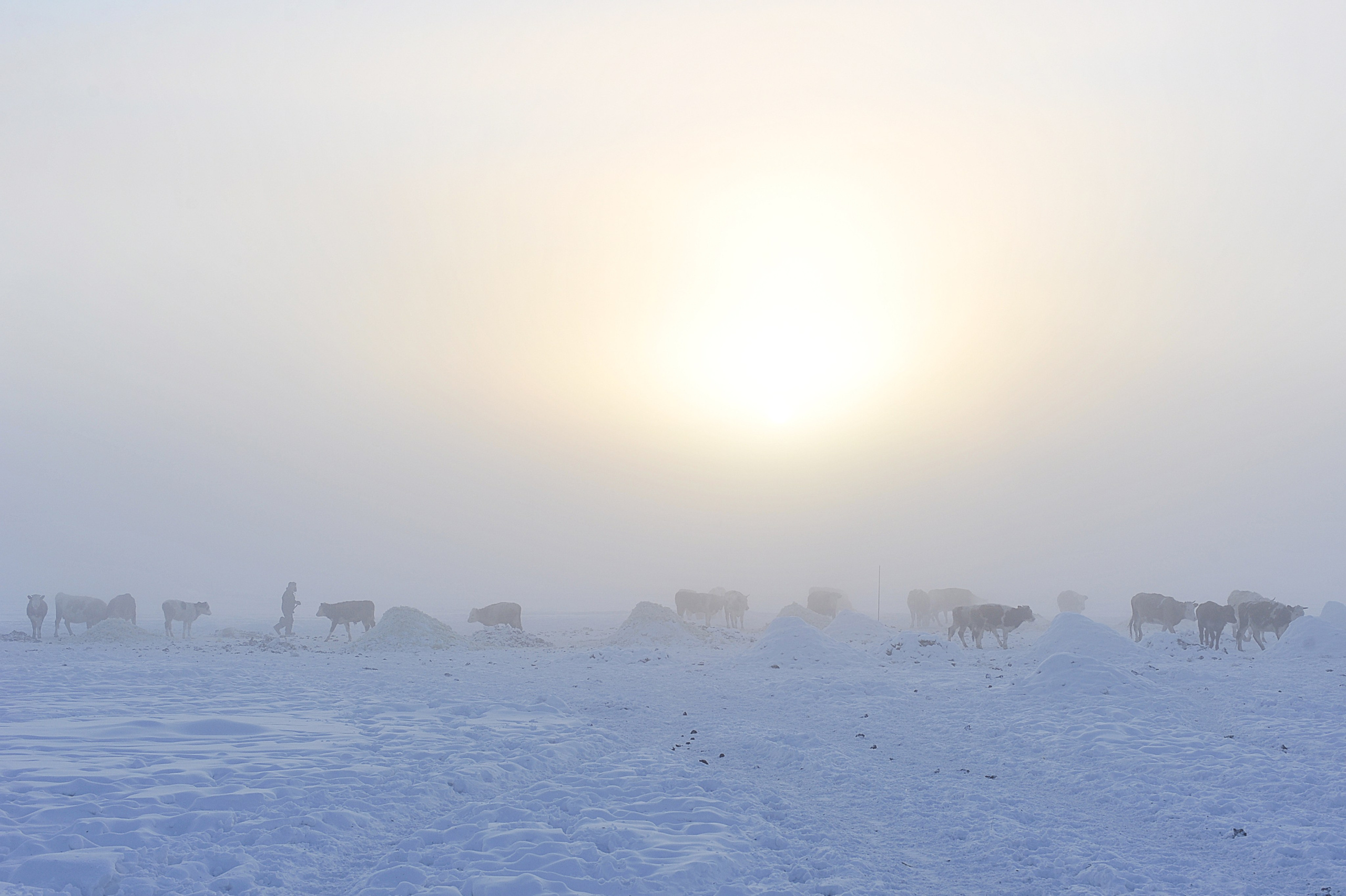 La meilleure saison. Ayar Kuo