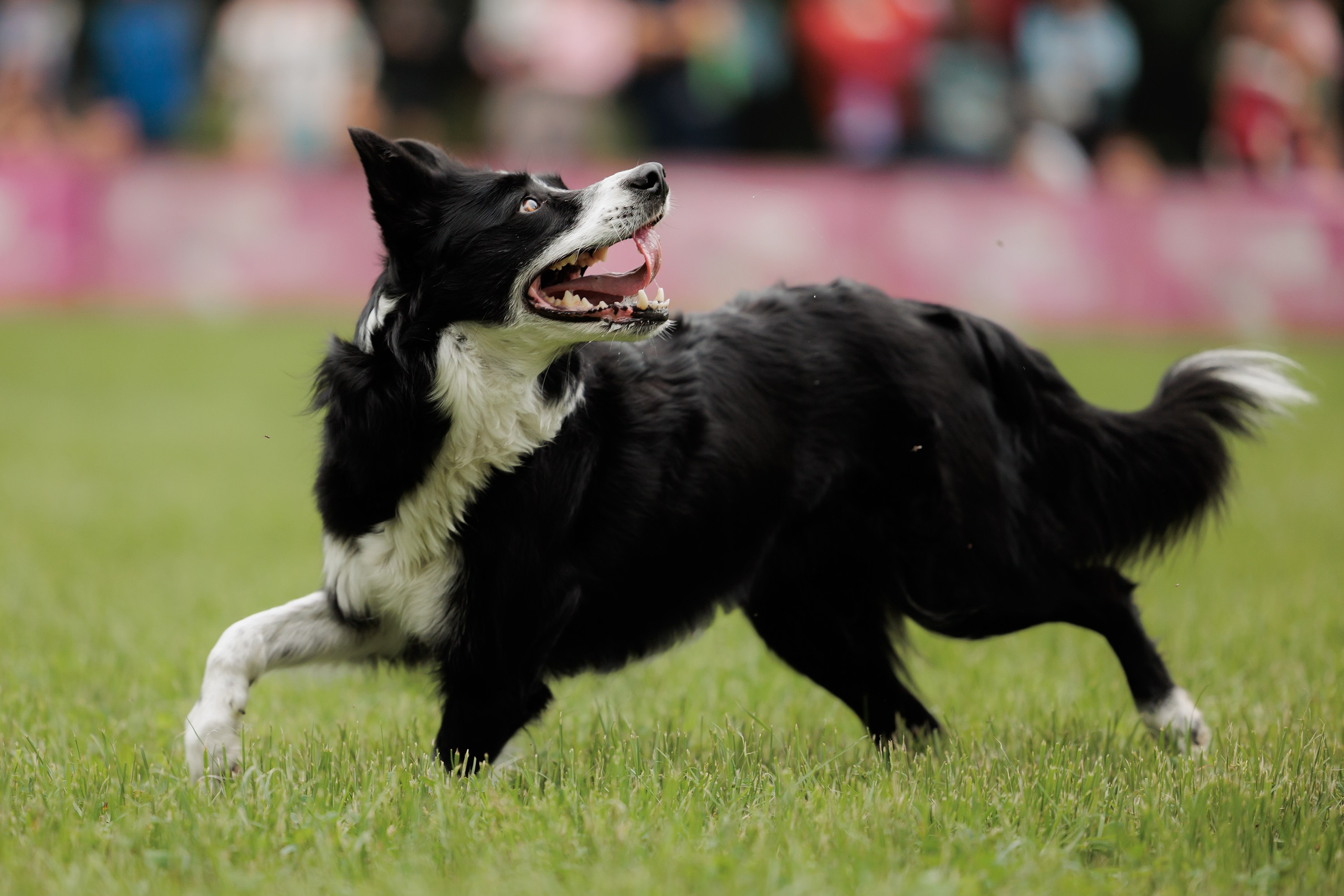 Latające psy, Wrocław'25. Kaja | fotograf psów we Wrocławiu