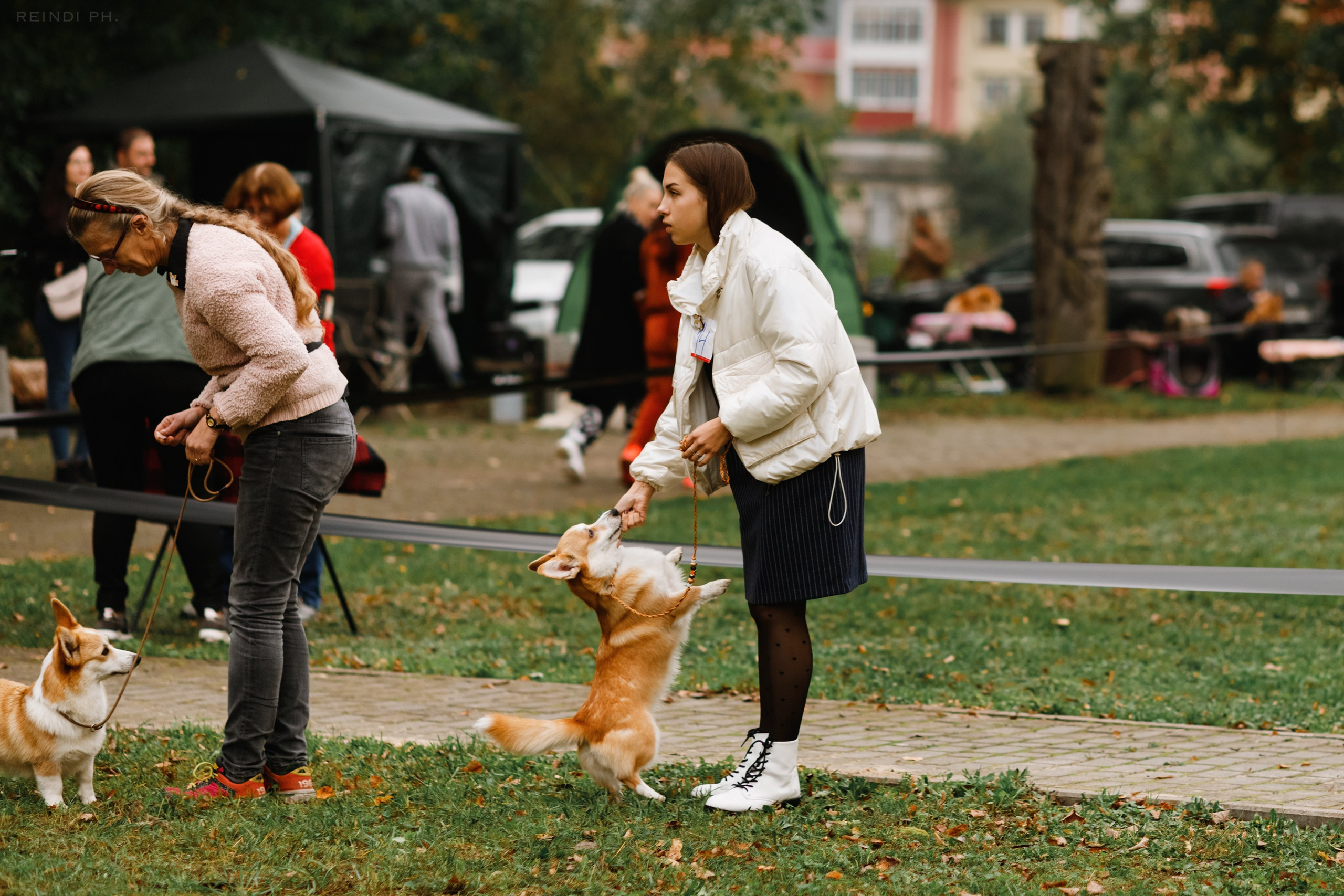 «Argus» dog show in Brest. Kaja | fotograf we Wrocławiu | ludzie i psy