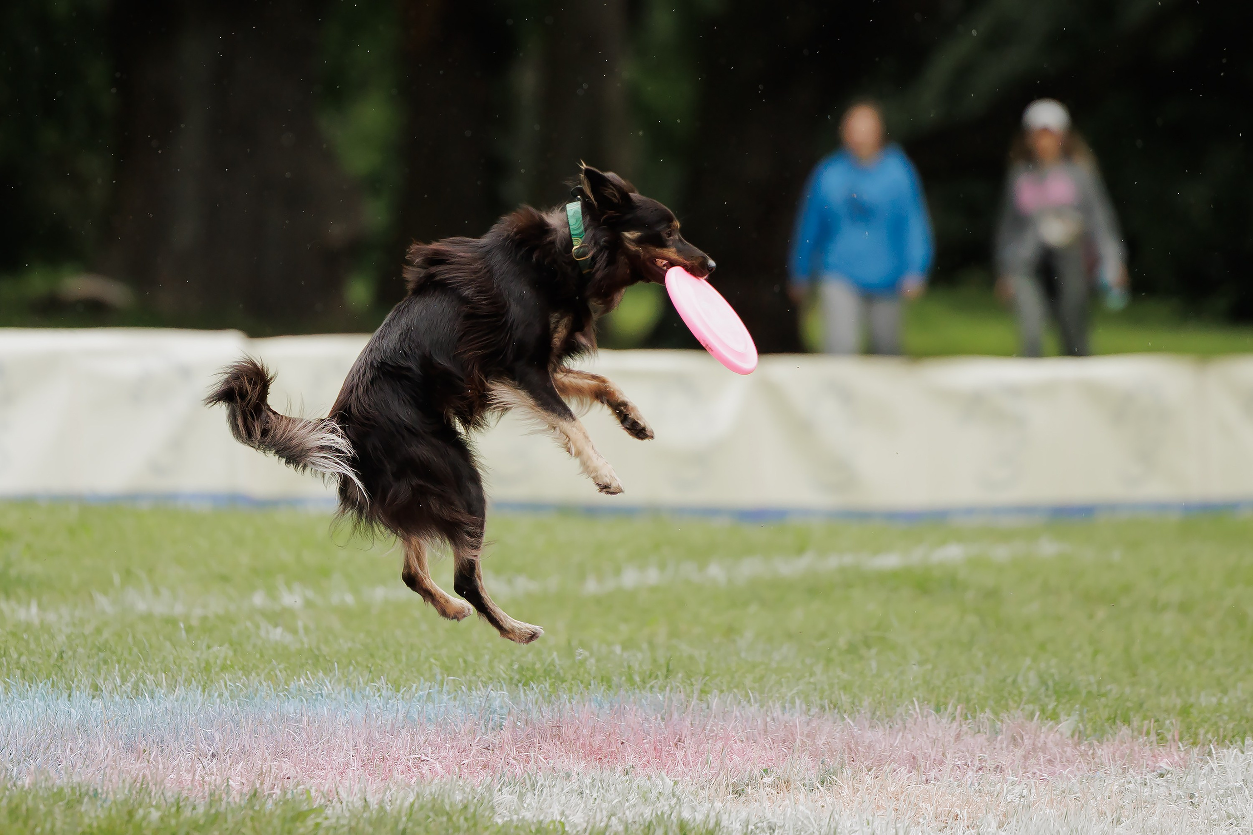 Latające psy, Wrocław'25. Kaja | fotograf psów we Wrocławiu