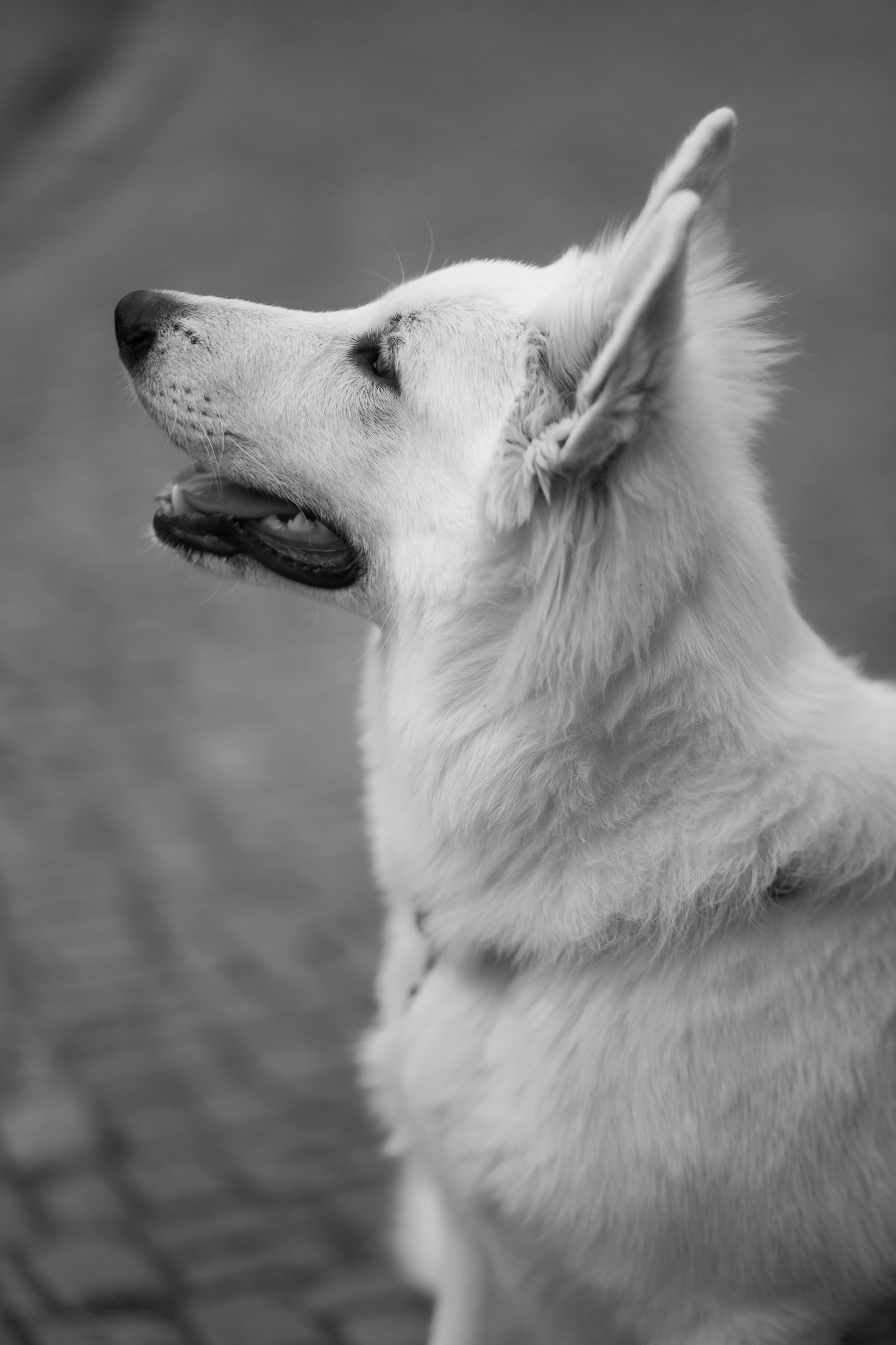 Astra in Leipzig. Kaja | fotograf we Wrocławiu | ludzie i psy