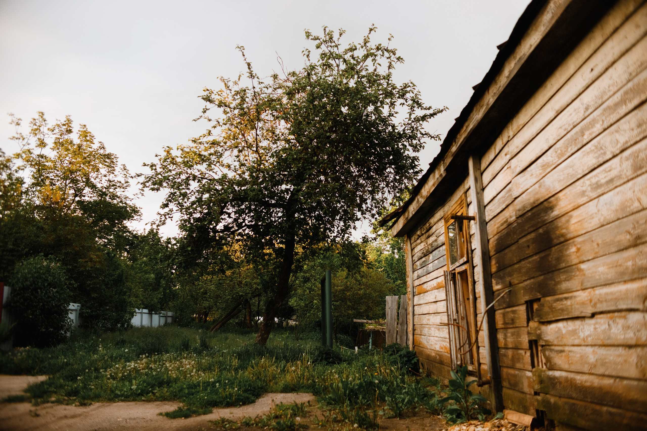 Grodno. Kaja | fotograf we Wrocławiu | ludzie i psy