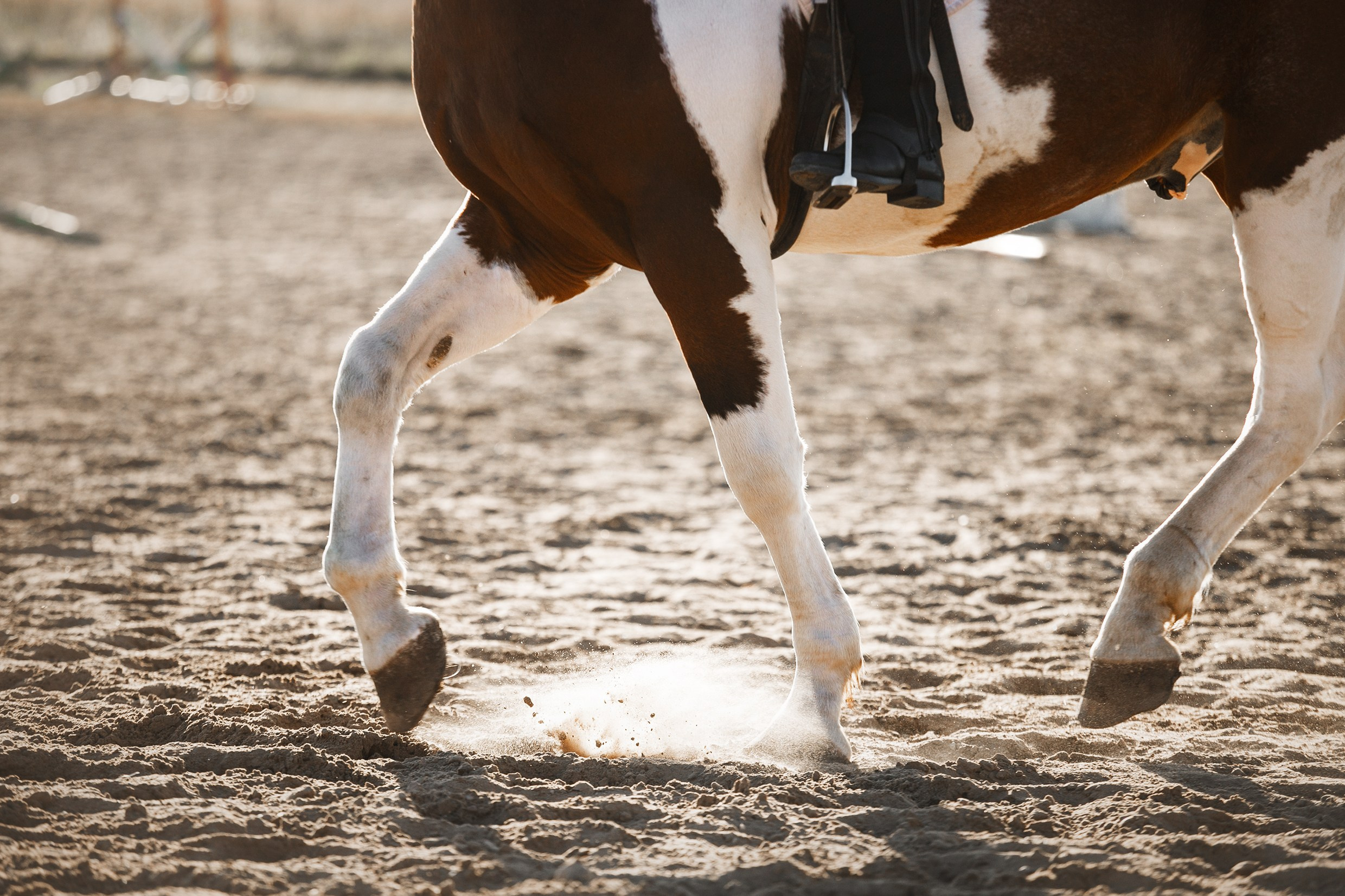 Pegas & Maximus | portrait shooting. Kaja | fotograf we Wrocławiu | ludzie i psy