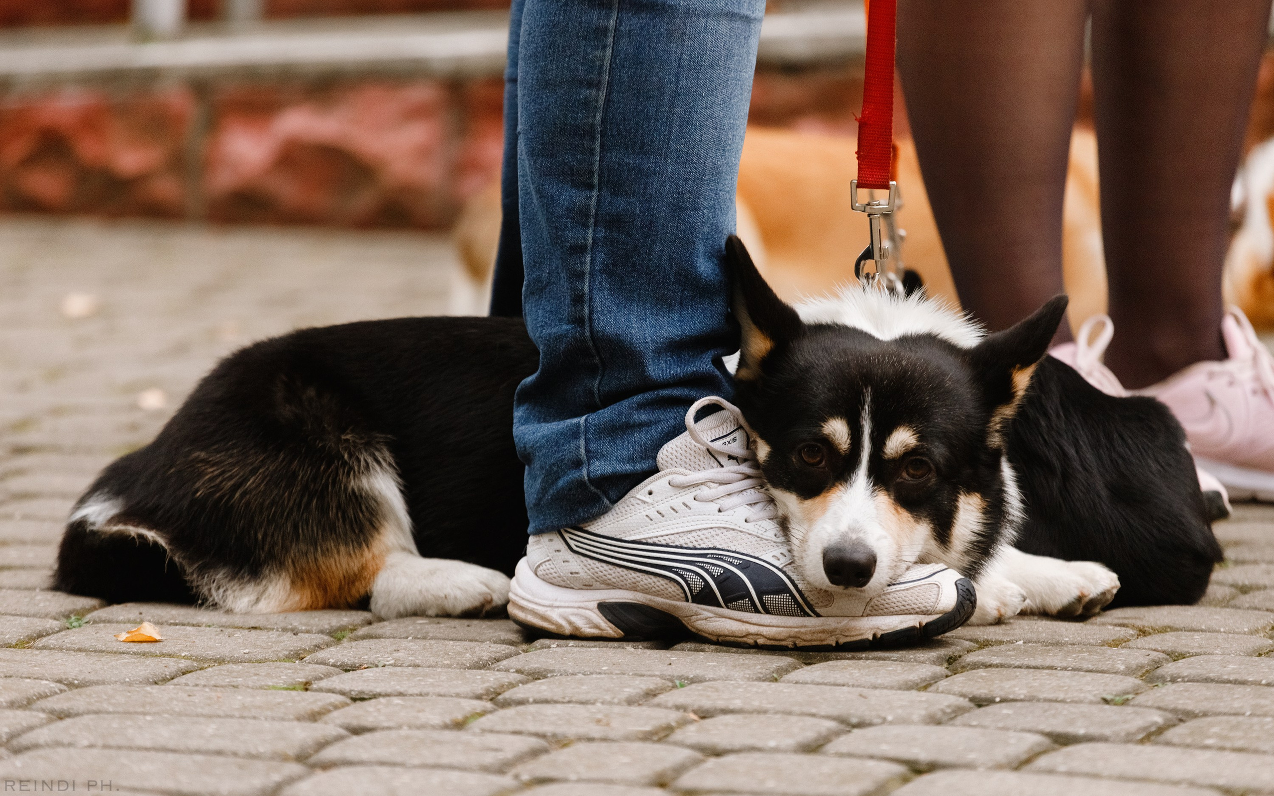 «Argus» dog show in Brest. Kaja | fotograf we Wrocławiu | ludzie i psy