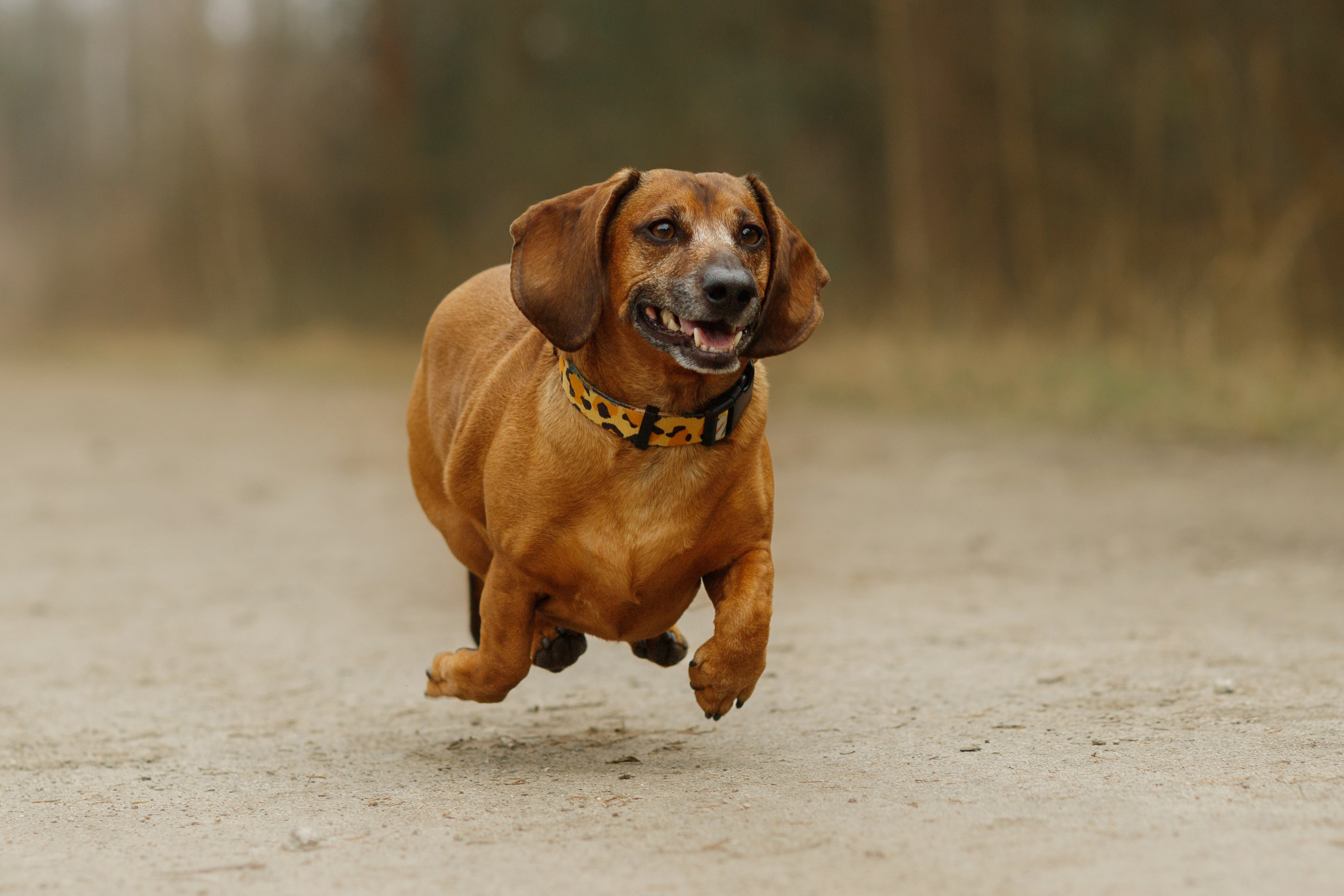 Ania, Franek & Vincent. Kaja | fotograf psów we Wrocławiu