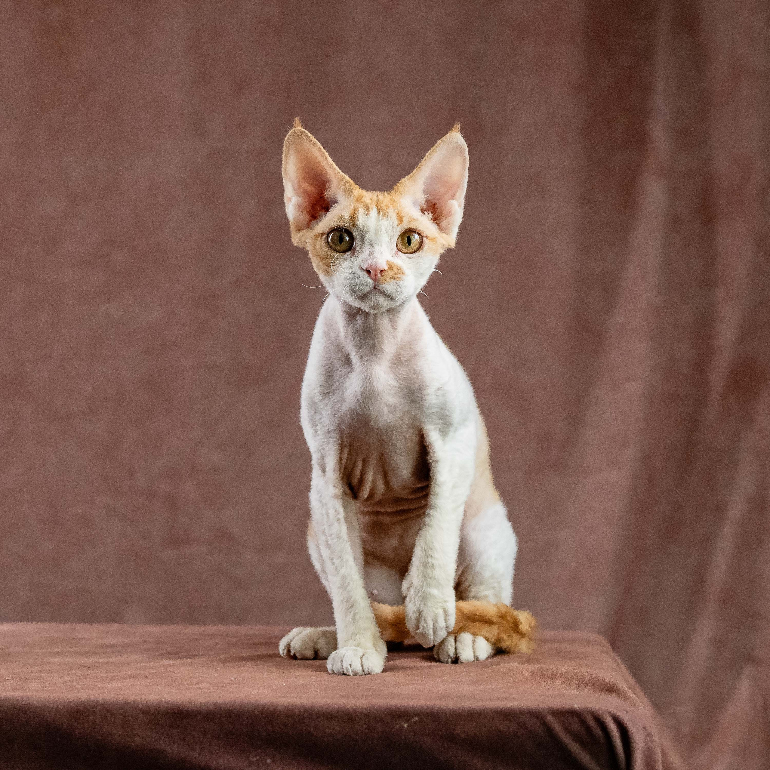 Nika. Devon Rex Pixie Cattery