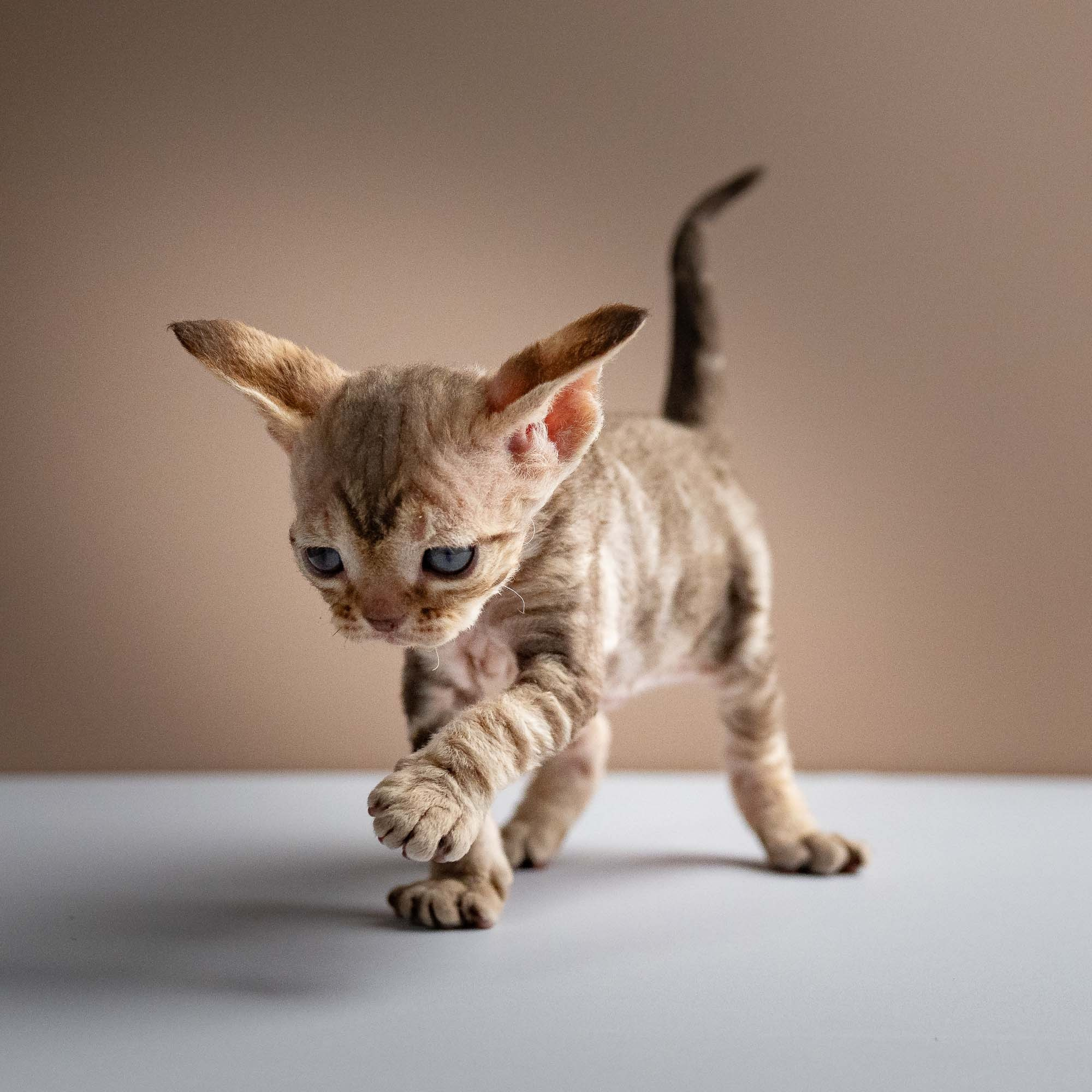 Sirius, boy, born 05.15.26. Devon Rex Pixie Cattery