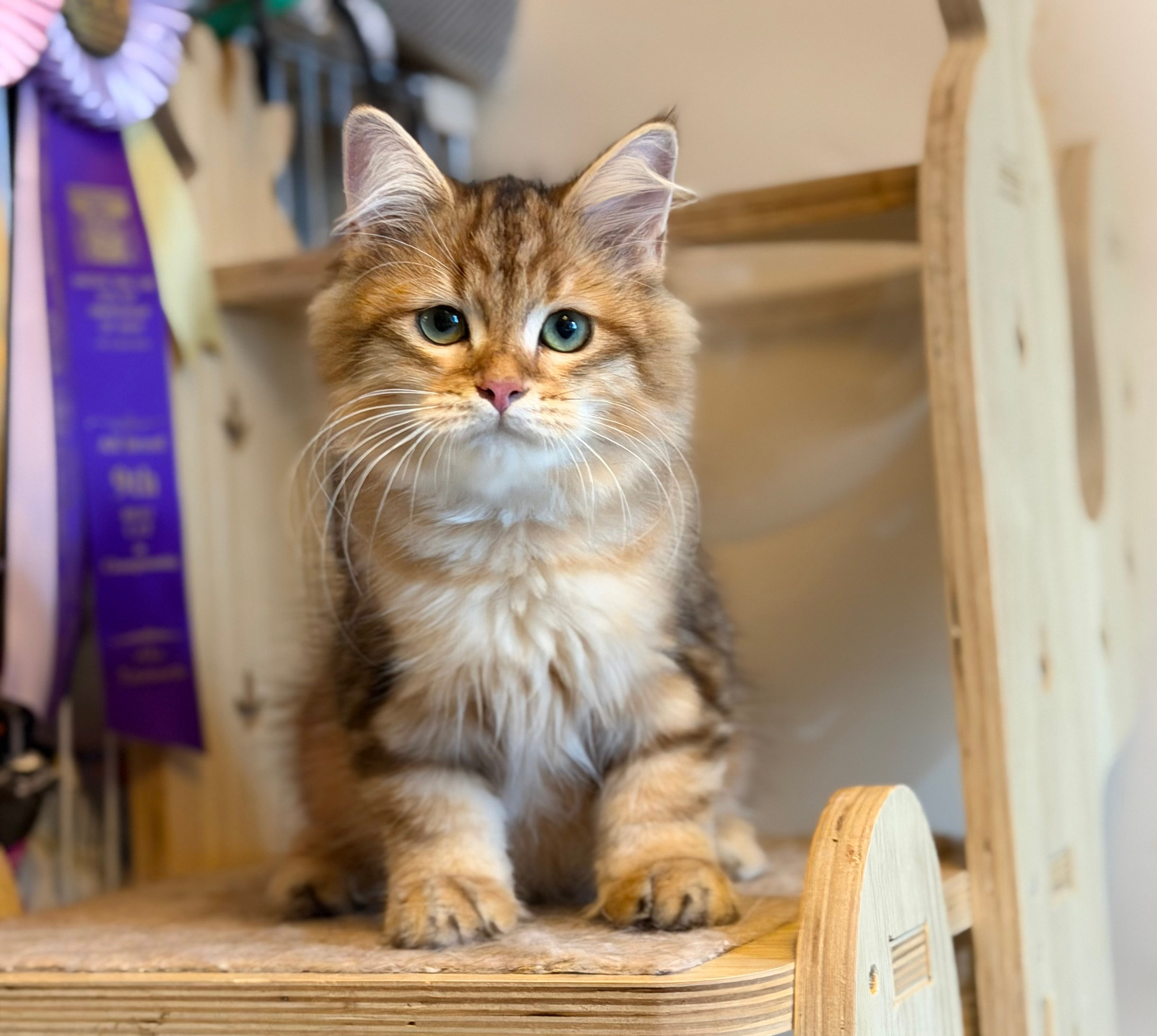 Available Finely Golden Tabby Male