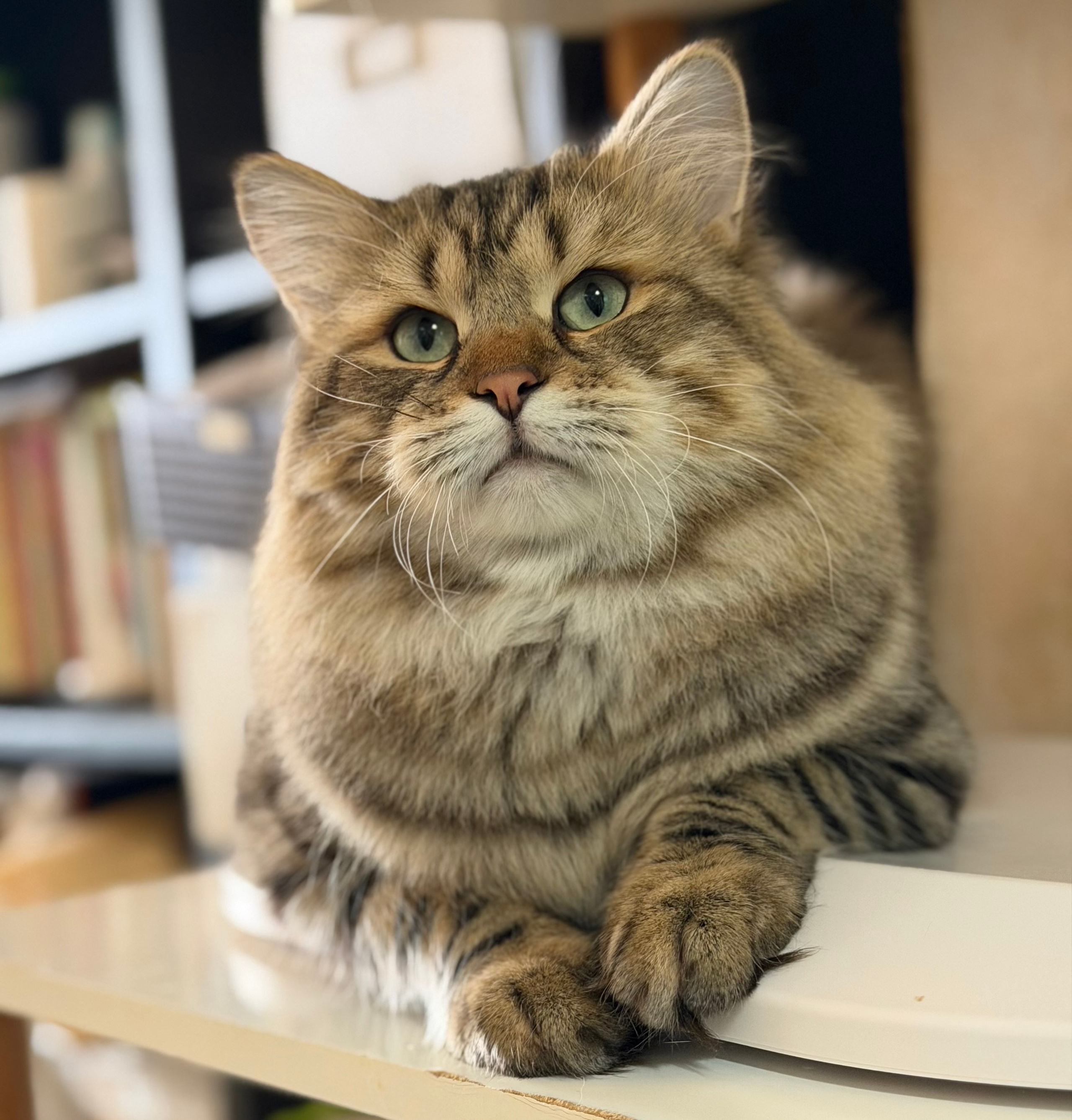 LEMON GREEN SIBERIANS CHUDO