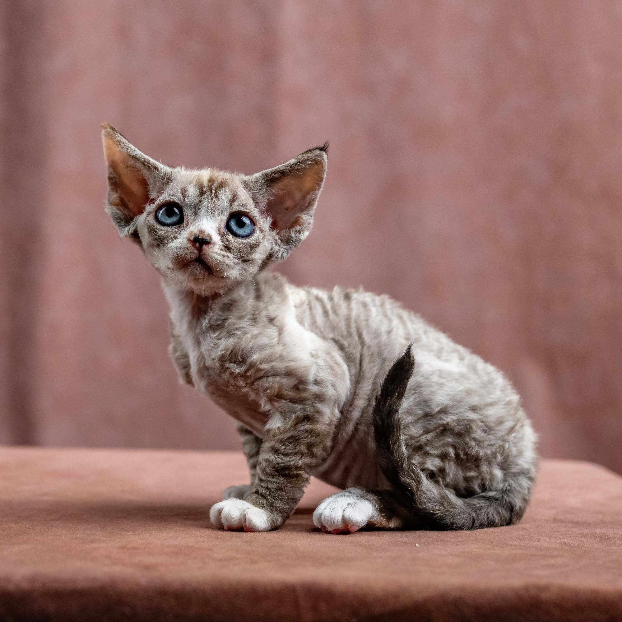 Kasia,  girl, born 07.02.2025. Devon Rex Pixie Cattery