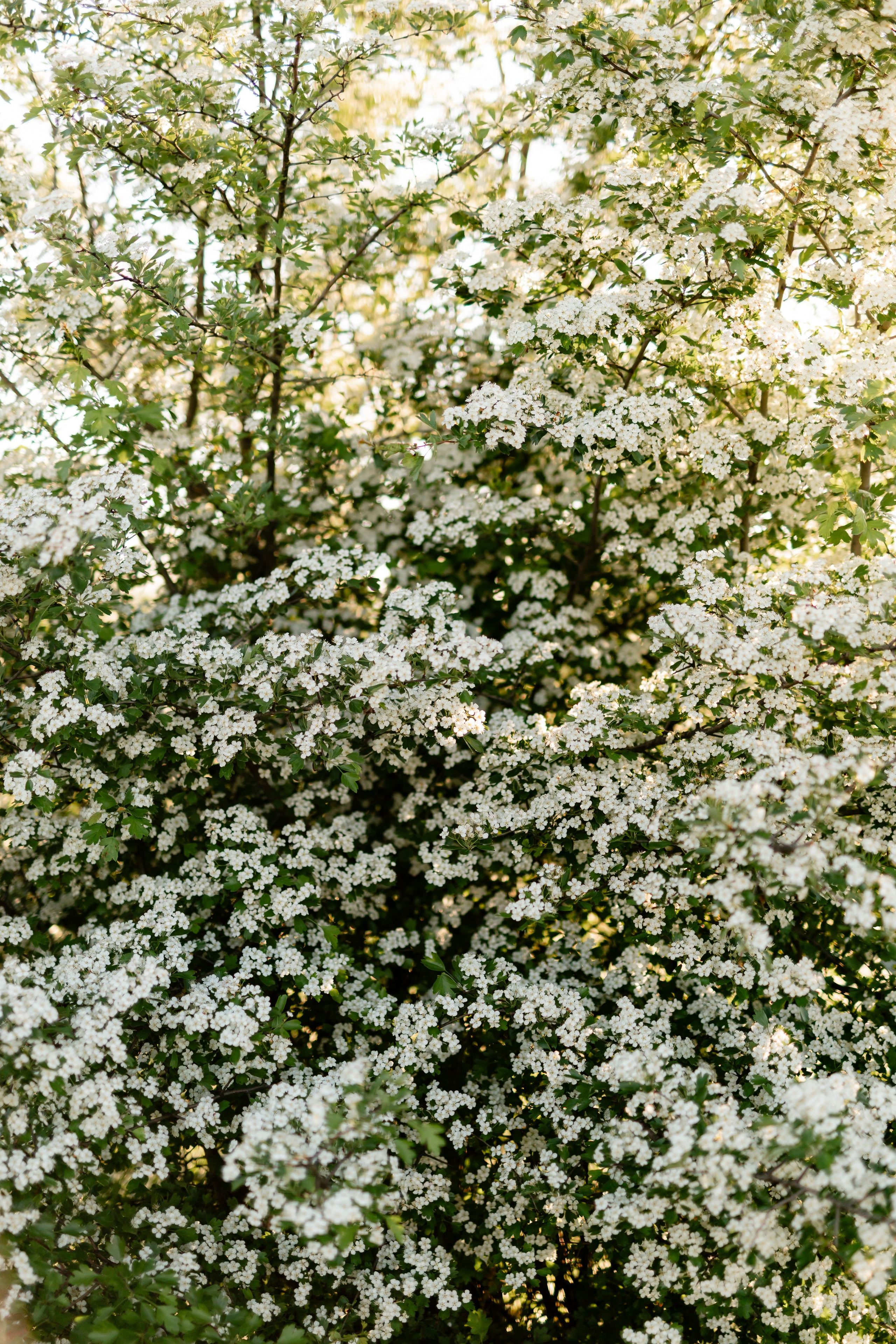 Cristina — Portrait. Main