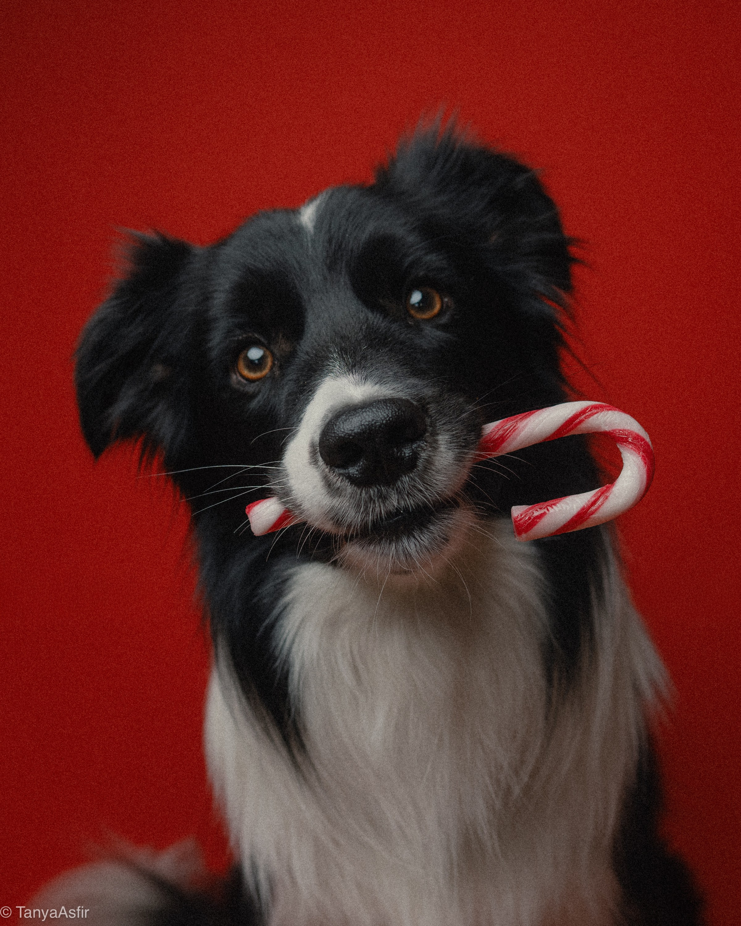 Pet portraits made at your place by Tanya Asfir, Belgrade. Tanya Asfir — Pet & Animal Photographer | Belgrade, Serbia