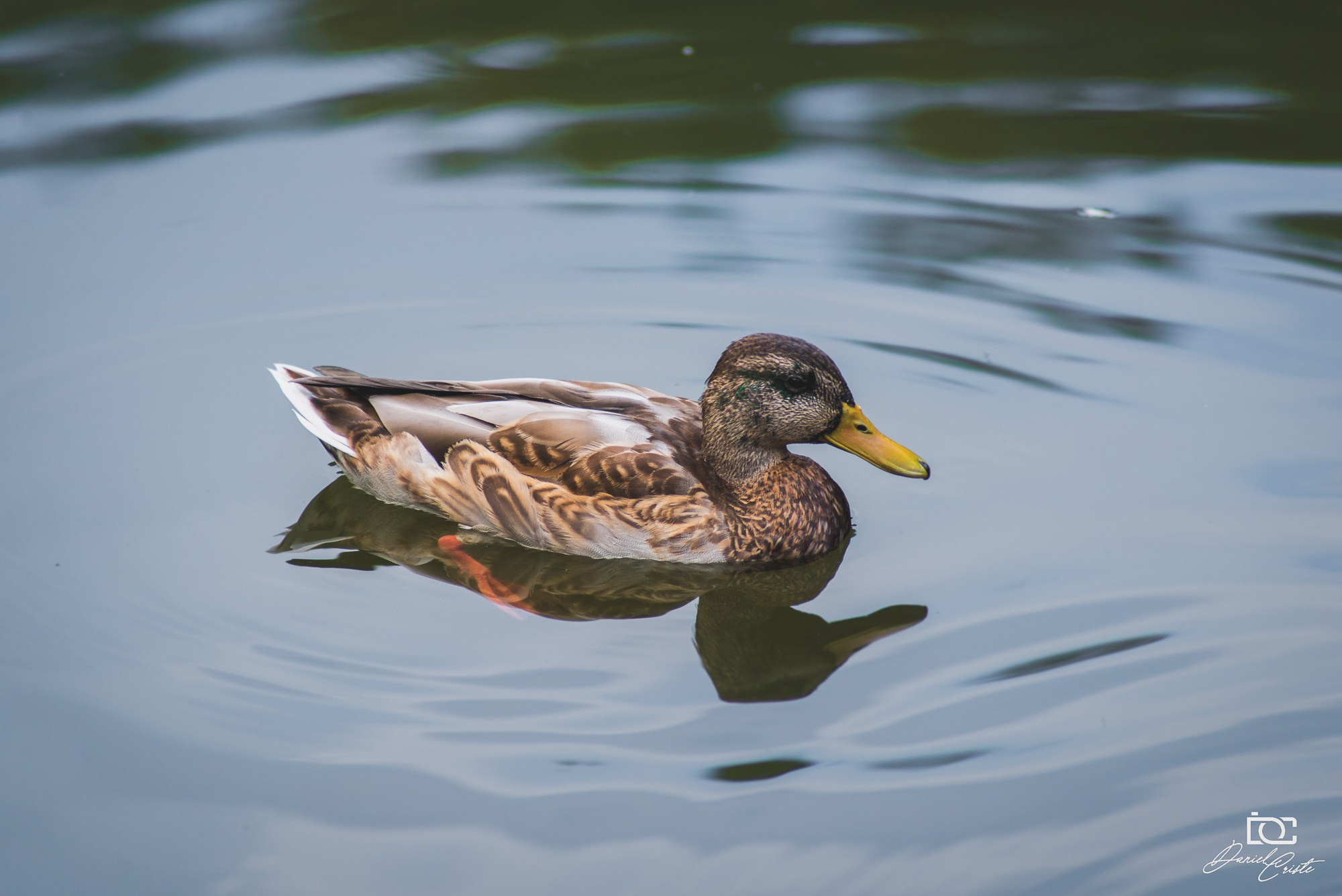 Peisaj /natura. Daniel Criste Fotograf