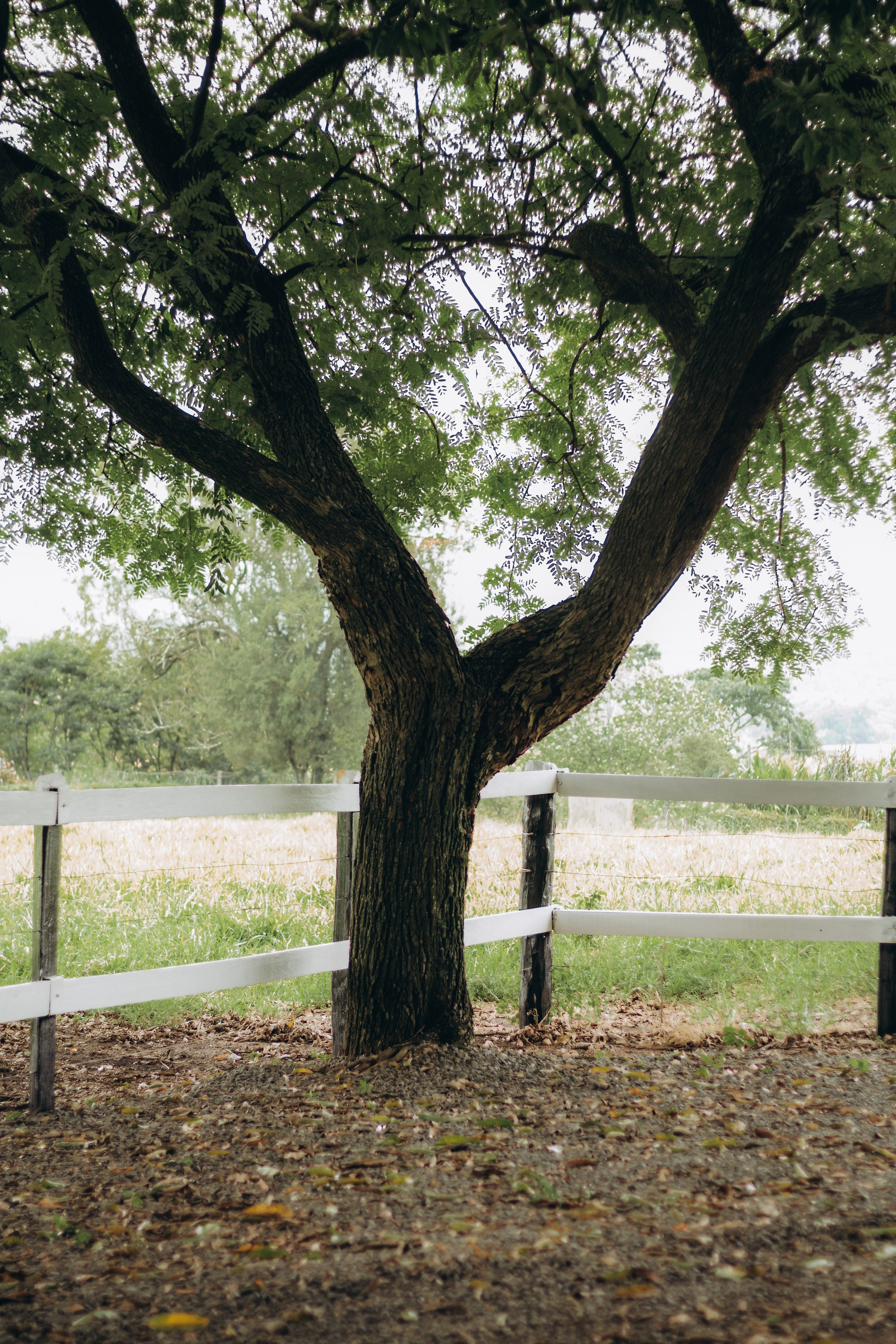 Retrato — Victor Hugo. Fotógrafo de Casamentos, Eventos e Ensaios em Ribeirão Preto e região — Thiago Saletti
