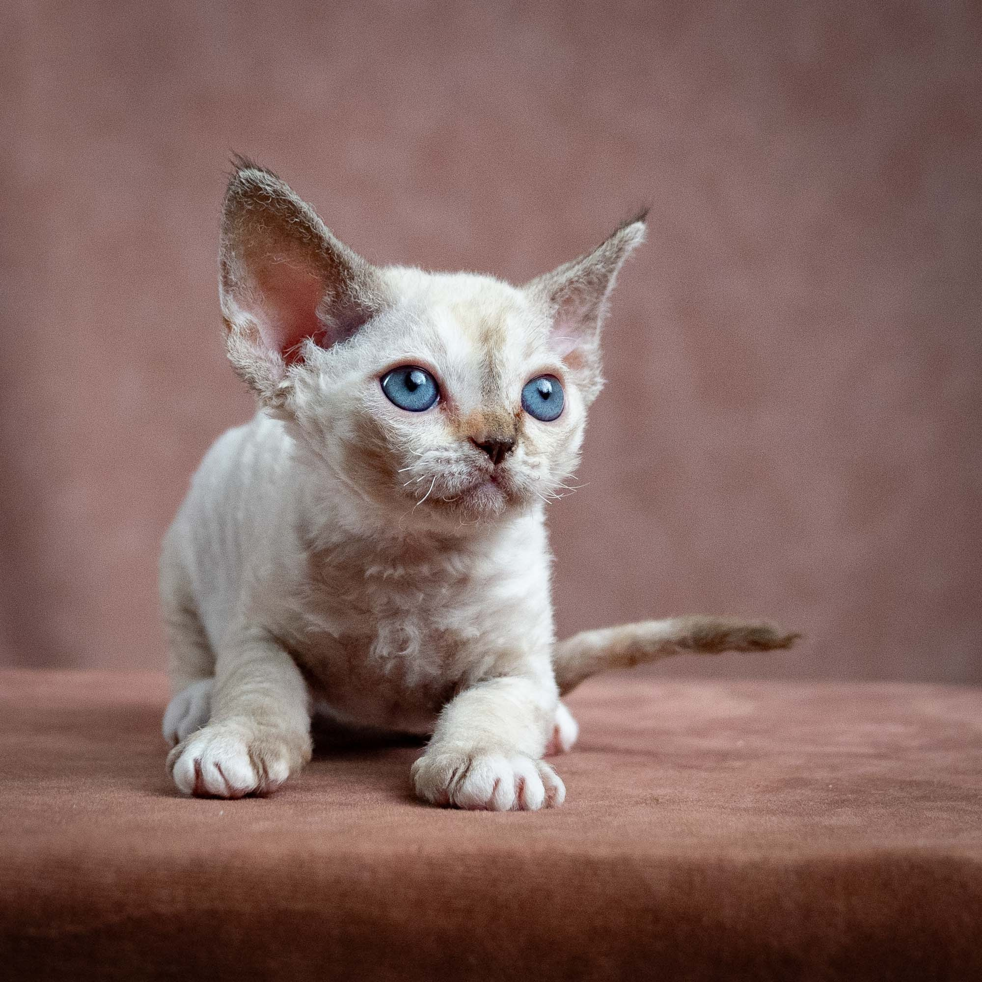 Lily, girl, born 12.20.2025. Devon Rex Pixie Cattery