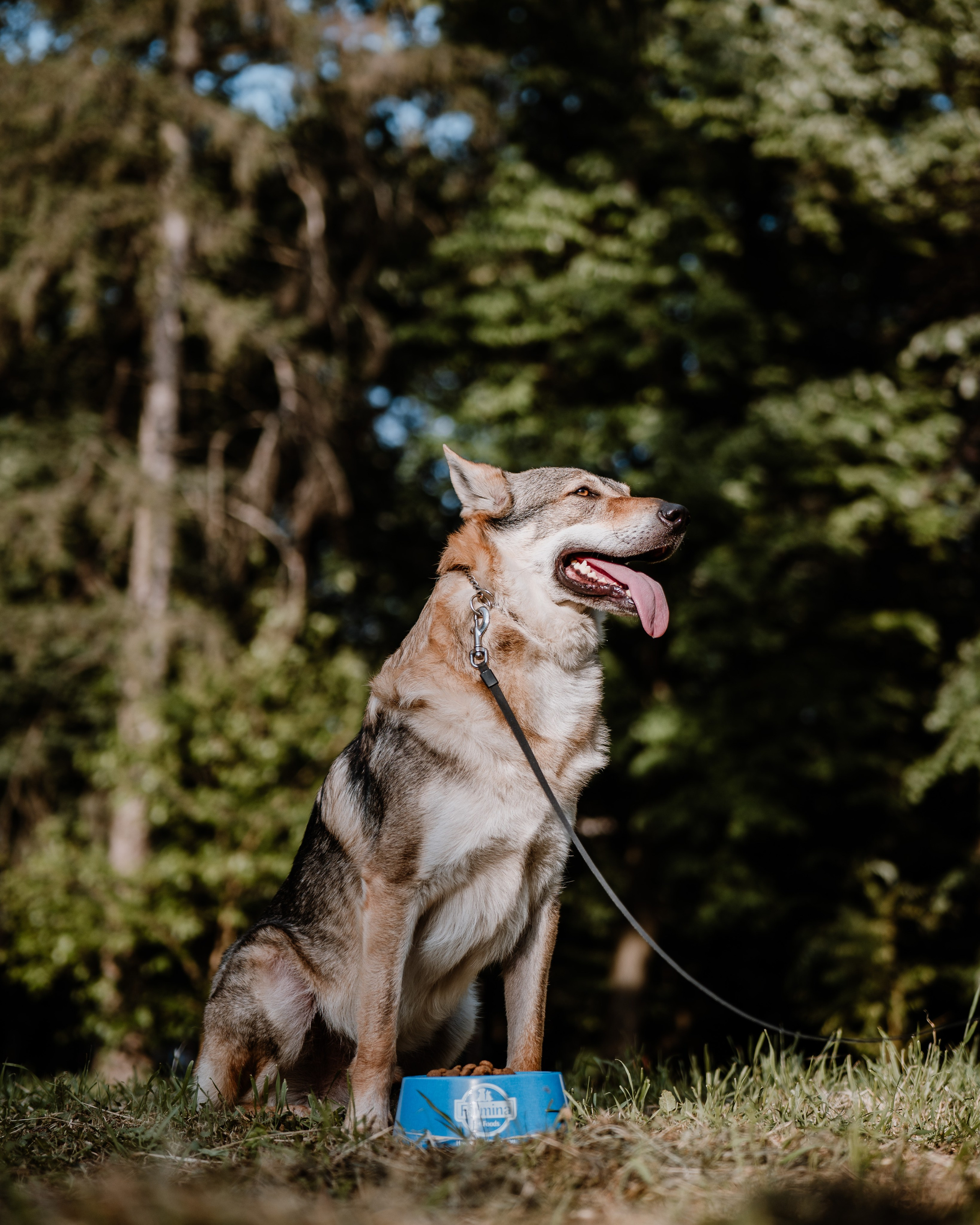 REEL FARMINA - Mâncare de câini