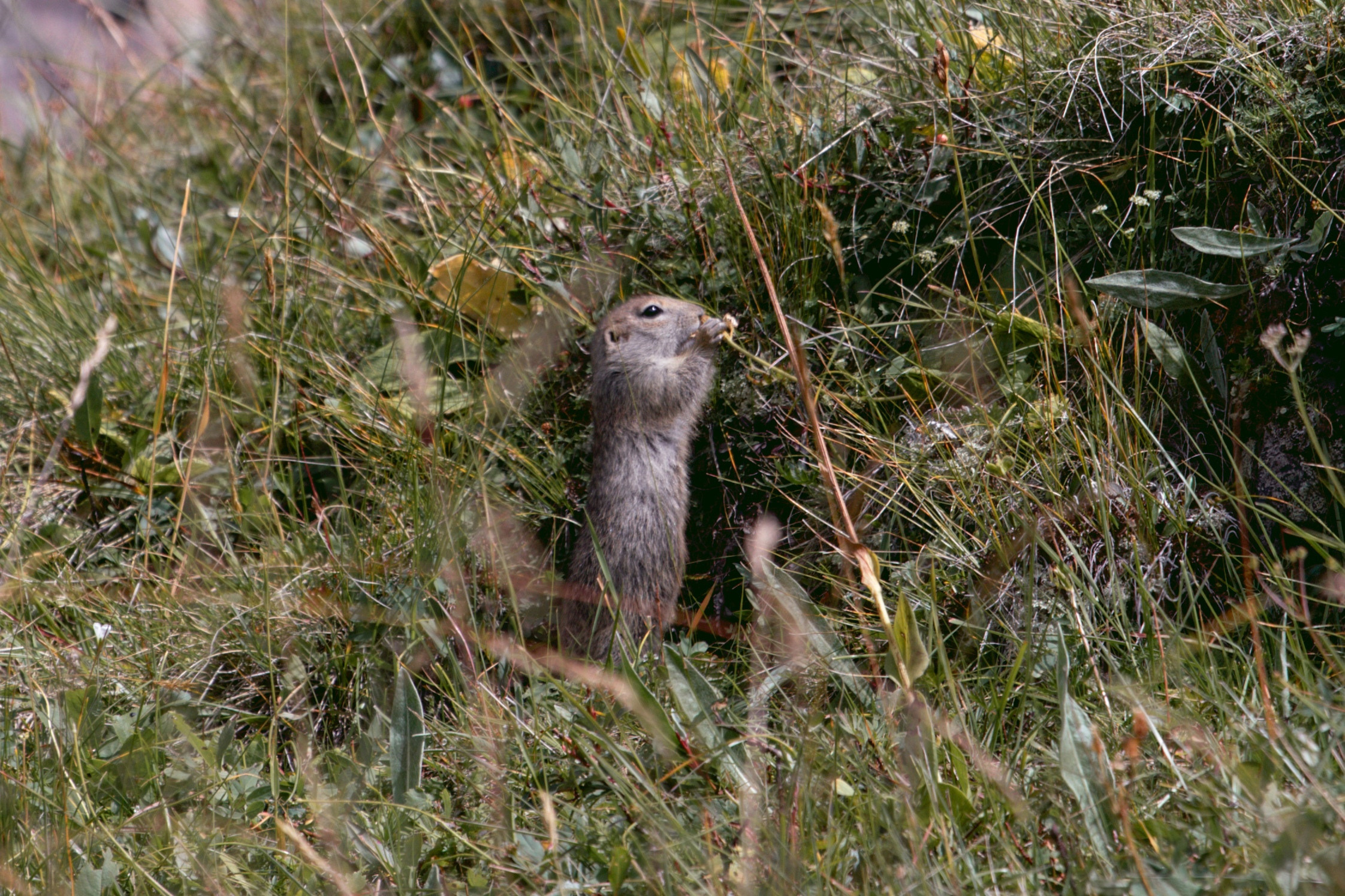 NATURE. Портретный и спортивный фотограф в Алматы Алексей Овечкин