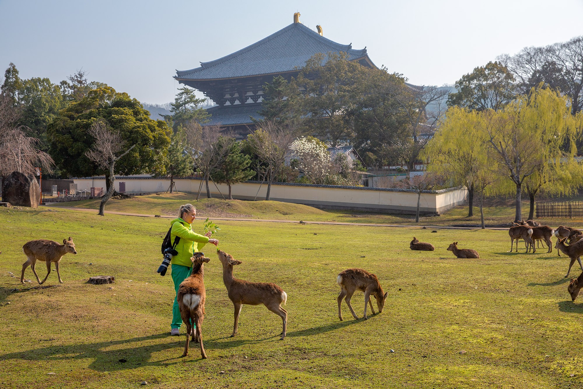 Hanami Season in Japan. Pet, Senior, Landscape, portrait studio, photographer in Miami and Sou