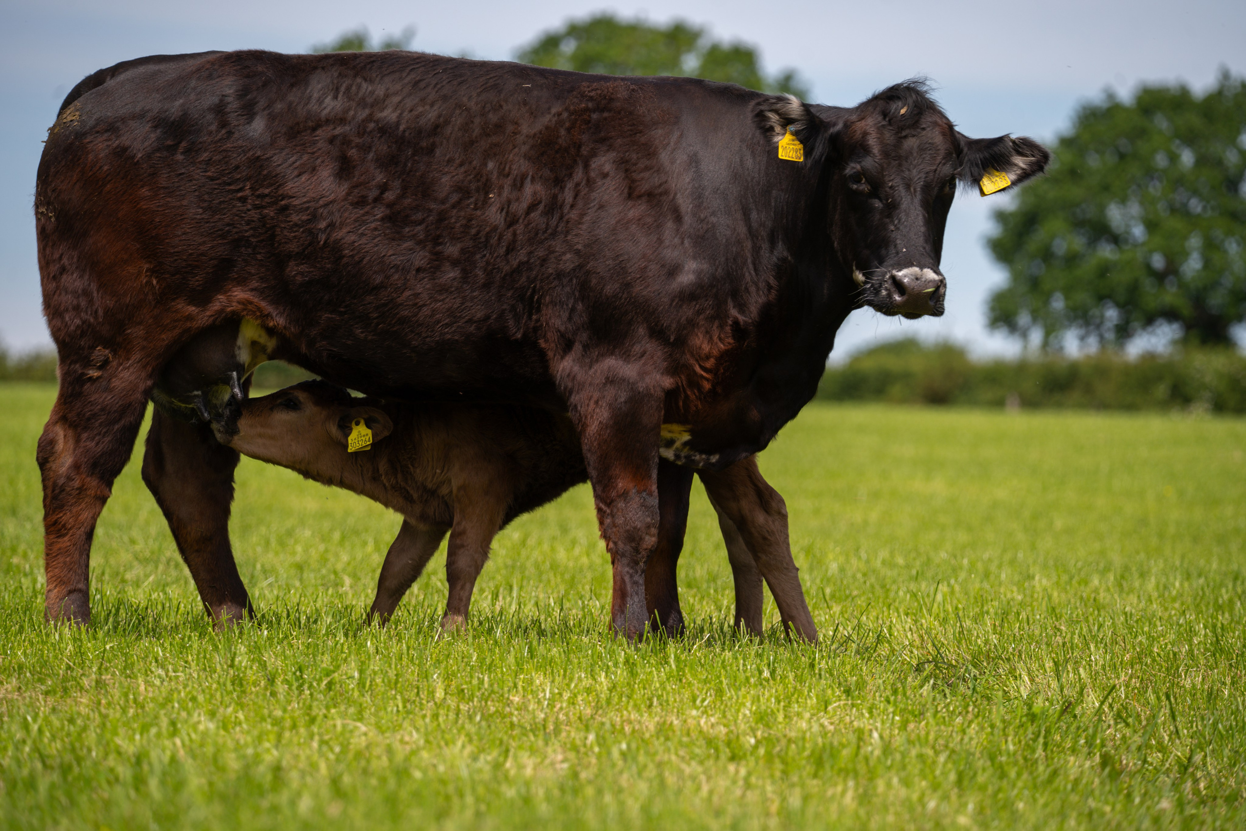 Livestock. Ryan Hewitt Photographer