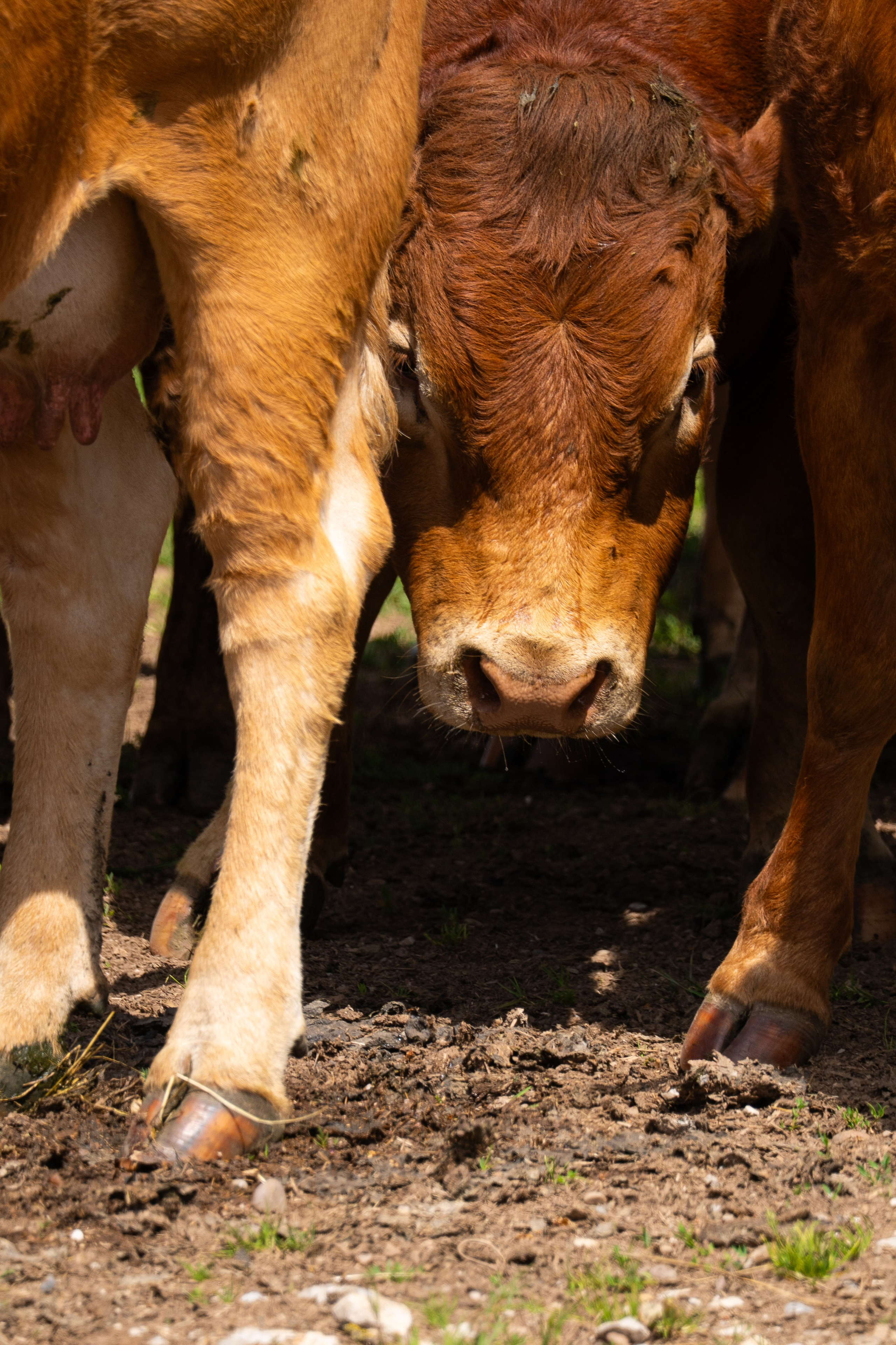 Livestock. Ryan Hewitt Photographer