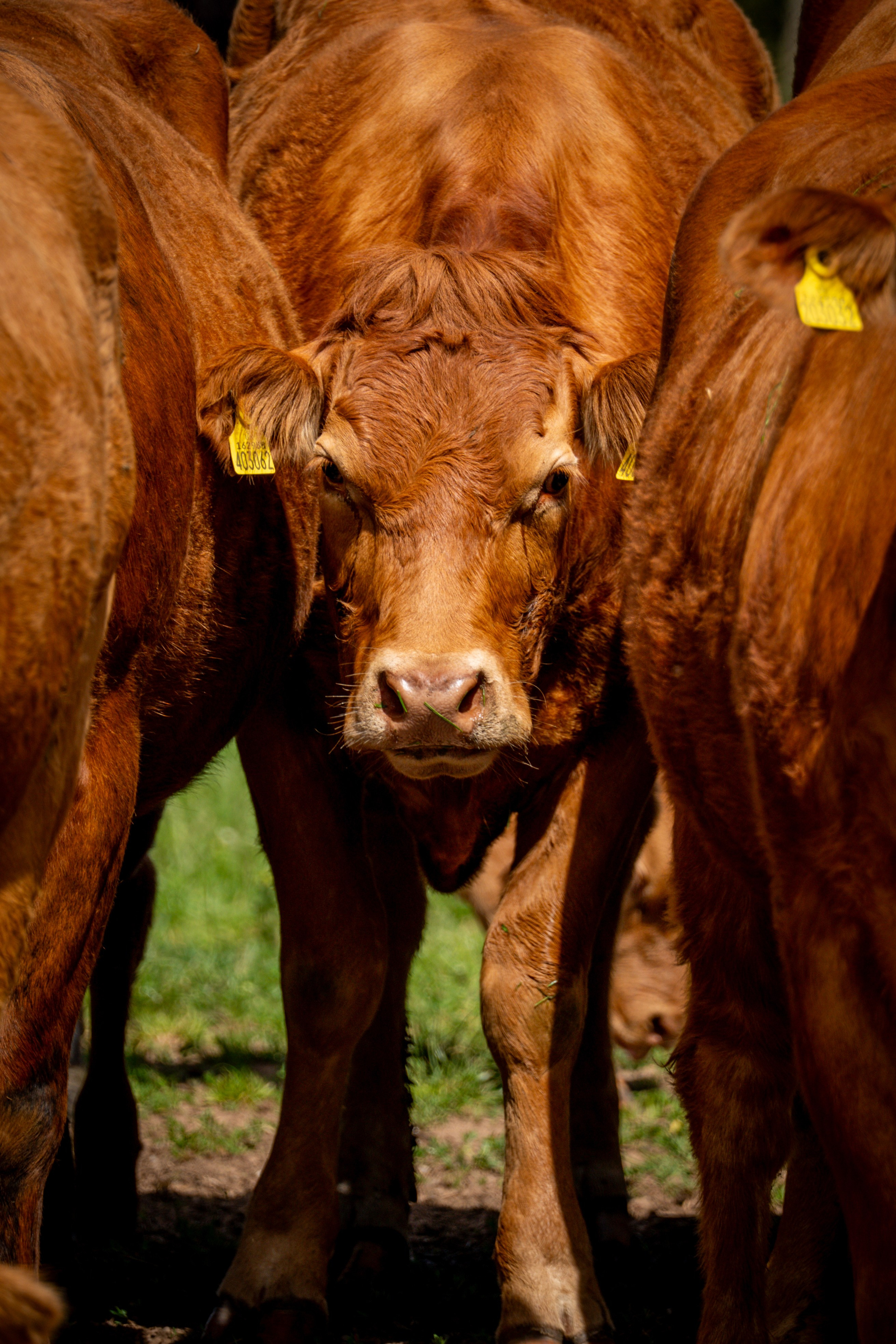 Livestock. Ryan Hewitt Photographer