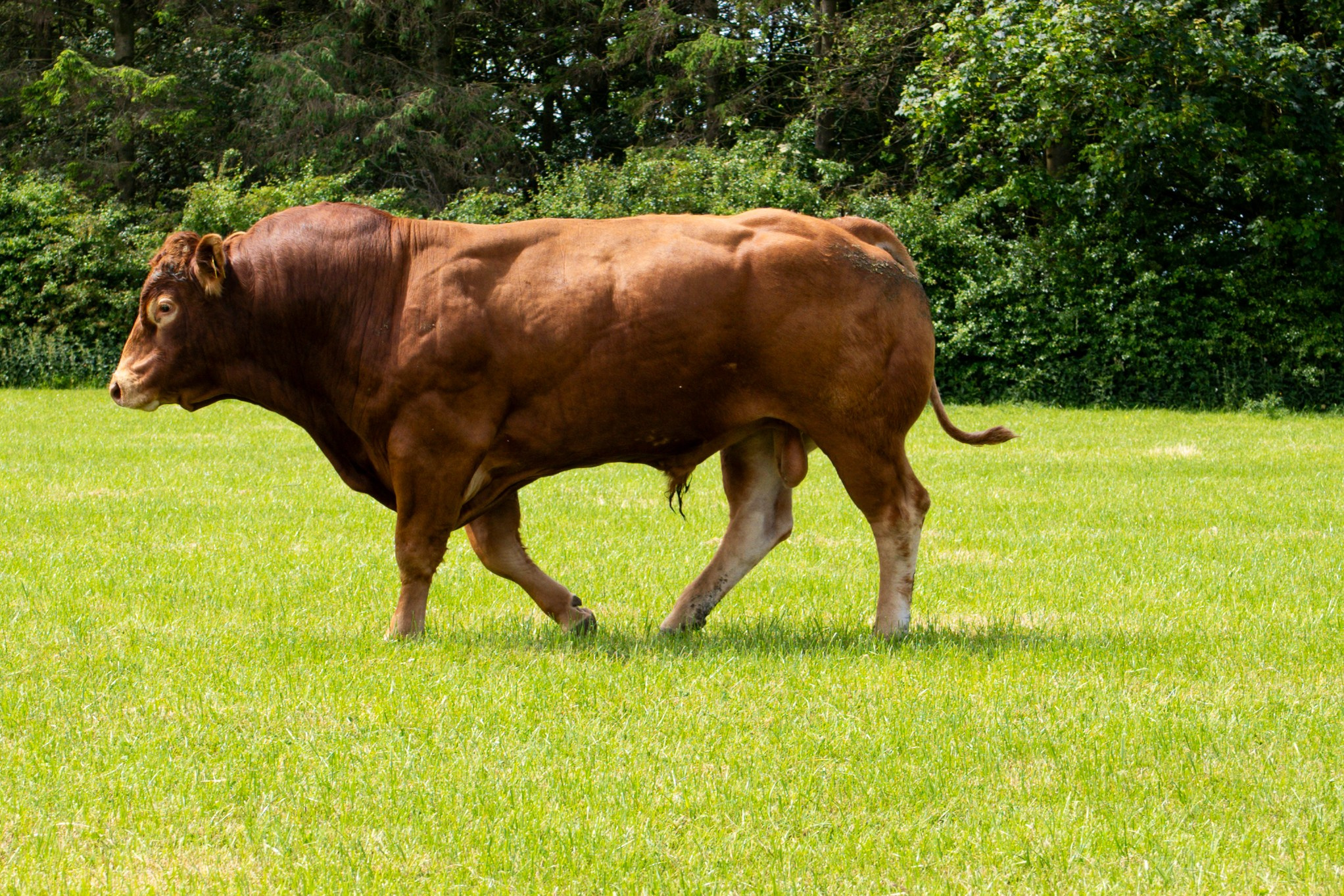 Livestock. Ryan Hewitt Photographer