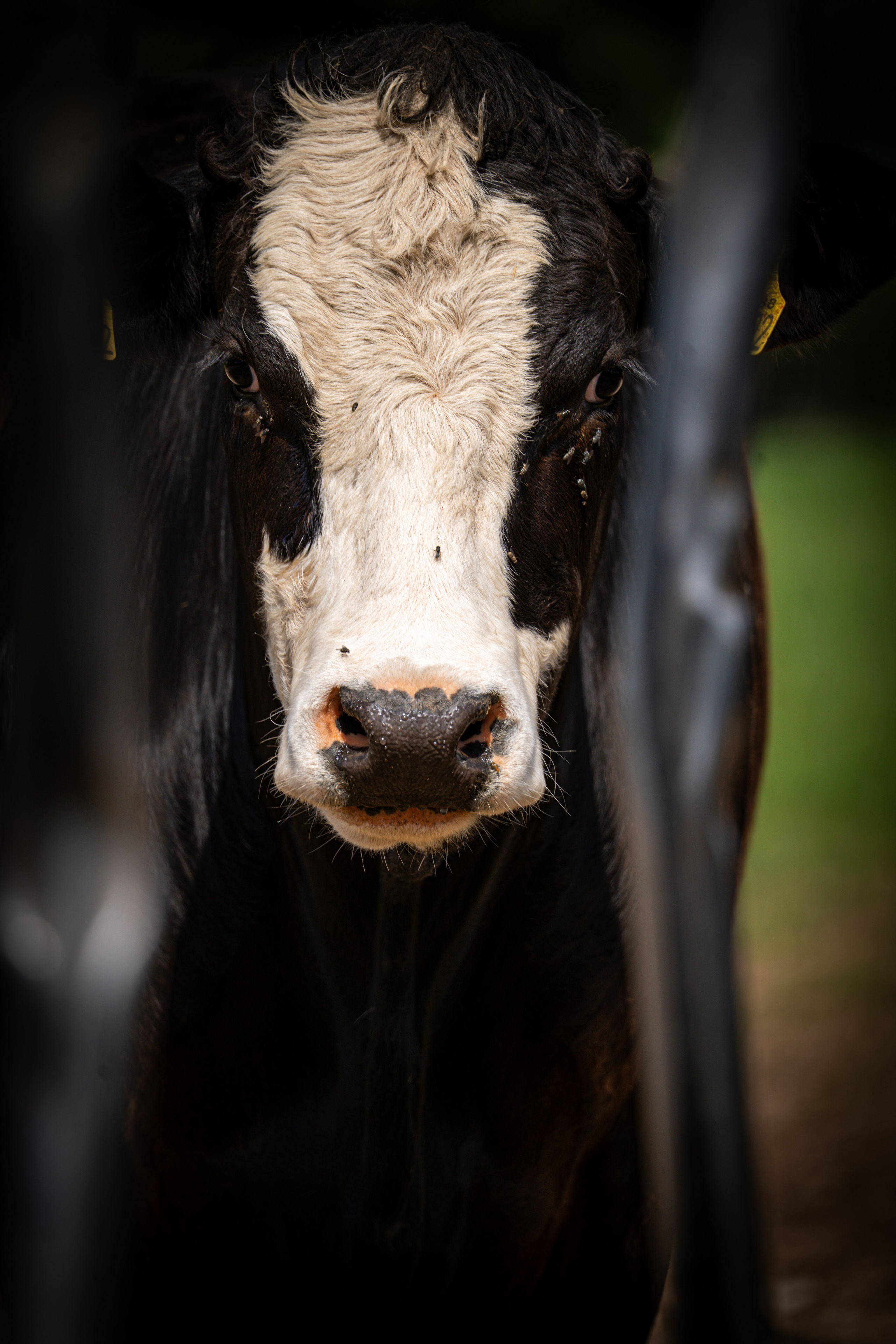 Livestock. Ryan Hewitt Photographer