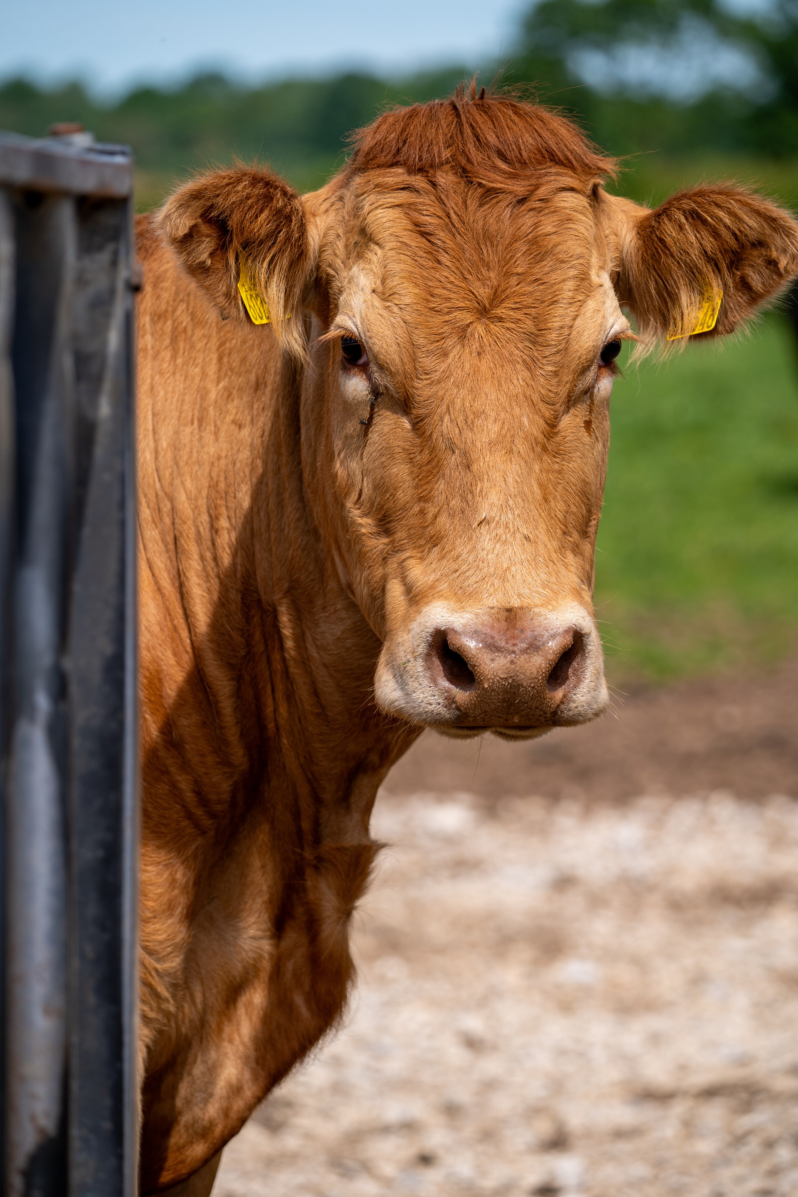 Livestock. Ryan Hewitt Photographer
